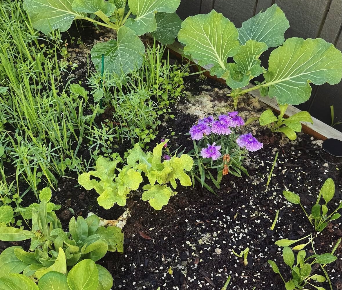 Autumn garden hack if you can’t be faffed planting out in the vegetable garden.
This is soooo low effort & you get better soil later. The answer is plant a green cover crop instead of vegetable plants.
✔️ sprinkle seed down
✔️ will mean less weeding as you have living mulch growing
✔️ chop and drop on top of the soil before the plants flower
✔️ it boosts organic matter, worms arrive, a nitrogen boost, natural, improves soil structure and increases hydration
✔️ this is setting your beds up for spring (yay for being an organised human)
When to scatter seed: Autumn, not winter, then again late summer if you feel like it.
What next: leave it to grow for 7–8 weeks, chop and drop, then dig in.
Wait 2 weeks, re-dig and turn over your soil. EASY