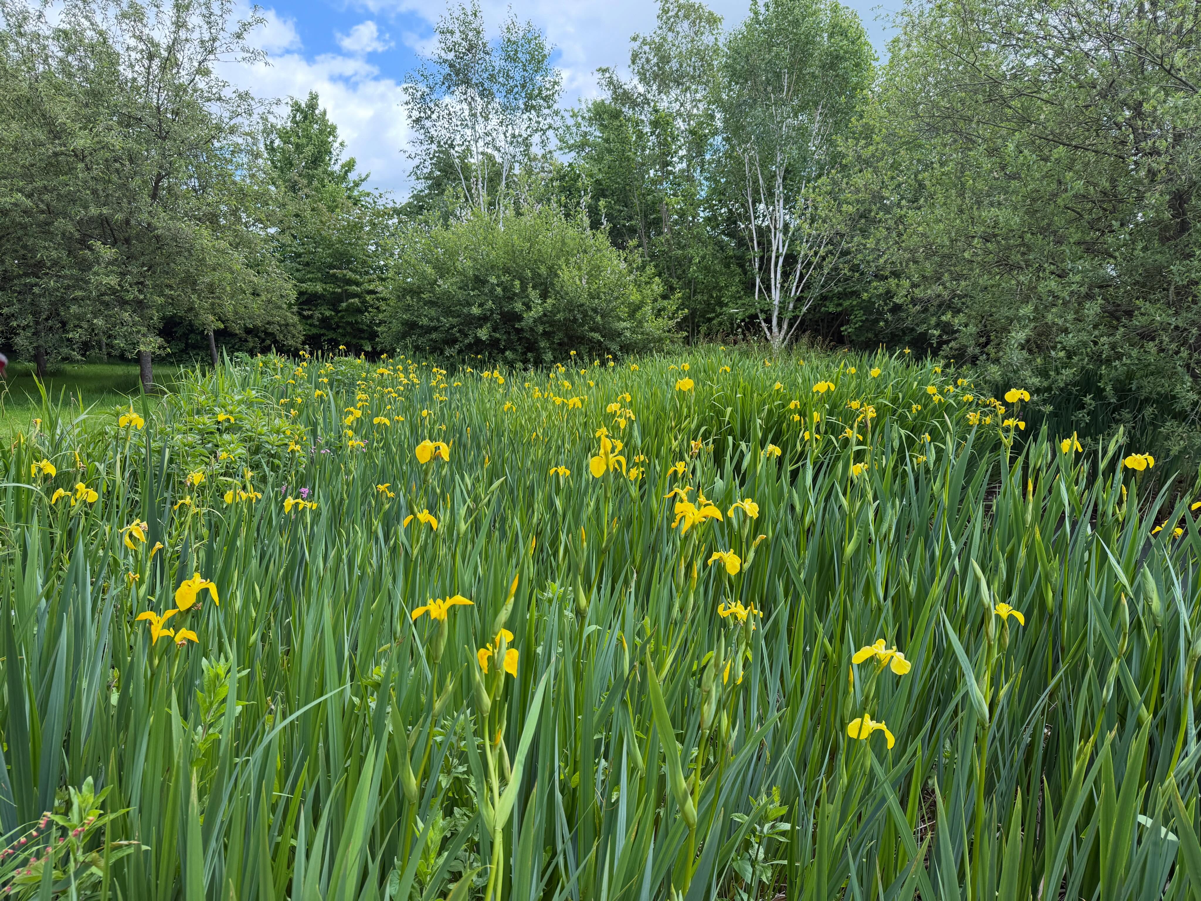 A beautiful sea of Iris in the garden at the moment 💛
#iris #inthegarden #flowerpower #somerset