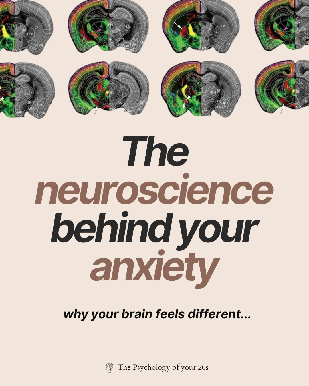 🎧 The neuroscience of anxiety
A simple guide to what’s going on inside your body and brain when you’re experiencing anxiety - from neurotransmitters, to brain structures, to the vagus nerve.
If you want to listen to the full episode, comment ANXIETY for your entire, 45 minute guide! Or you can watch on @netflix
Happy scrolling or listening!
#psychology #psychologystudy #anxietyrelief #neuroscience #anxietytips
