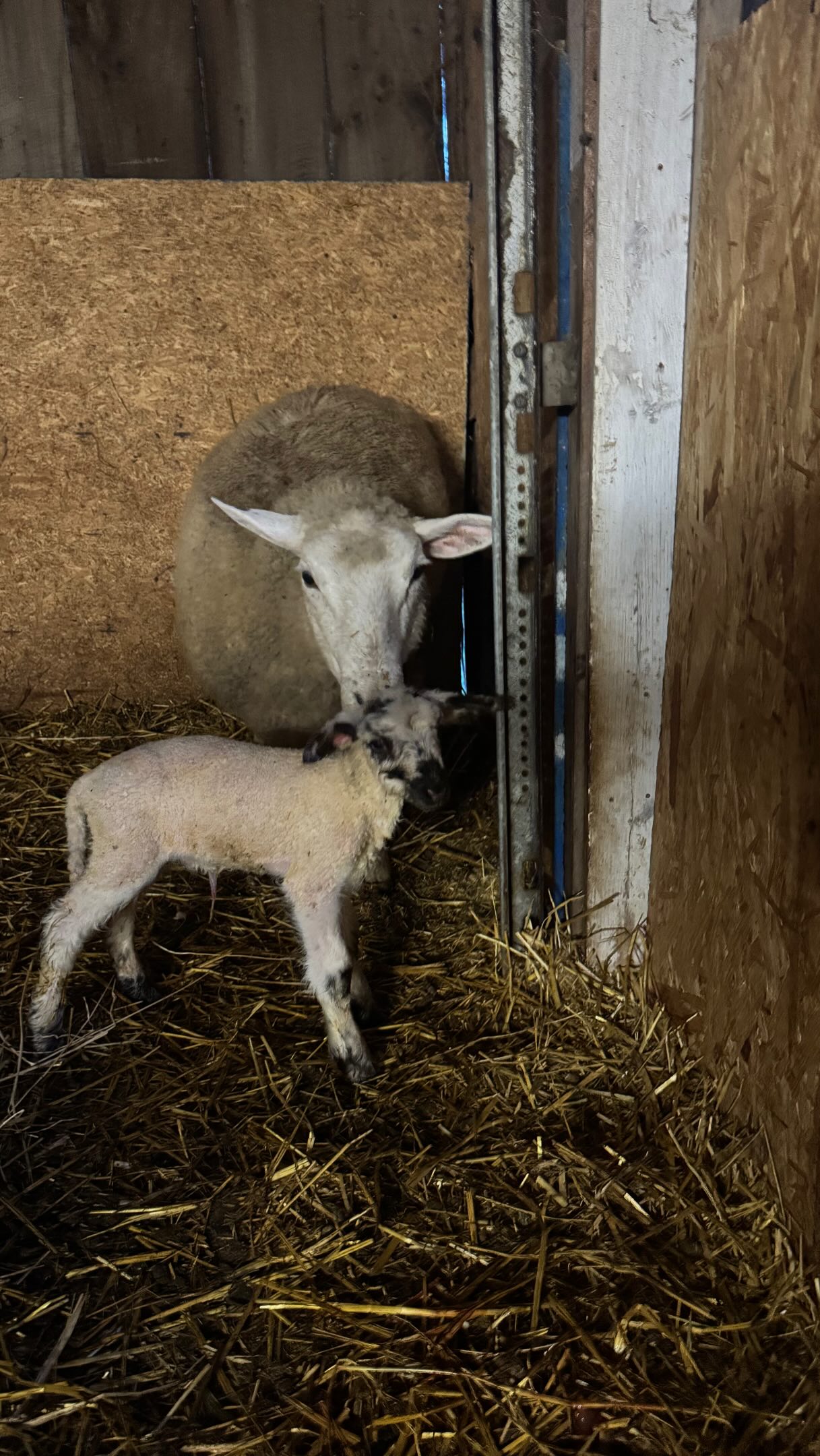 We had a suspicion that Frank viewed fences as more of a recommendation. Elsa confirmed that tonight with truly our last lamb of the season. Unfortunately, Elsa takes after her mother and moves all the nice fluffy bedding out of the way and has her babies in the dirt. Otherwise she is already showing the signs of a great mom.
#lambing #sheep #womeninagriculture