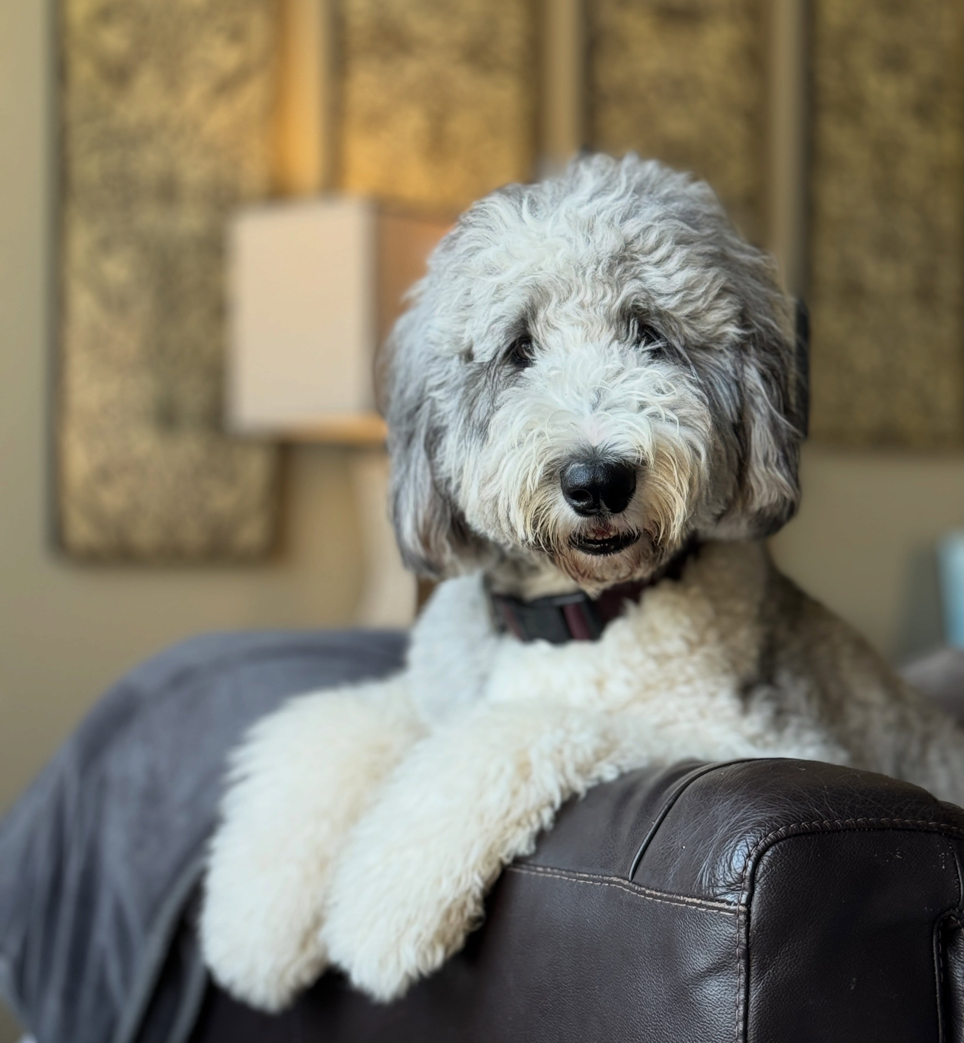 Happy 3rd Birthday to Bruce and all of his littermates! We hope your day was full of treats, snuggles and walks. 🤍