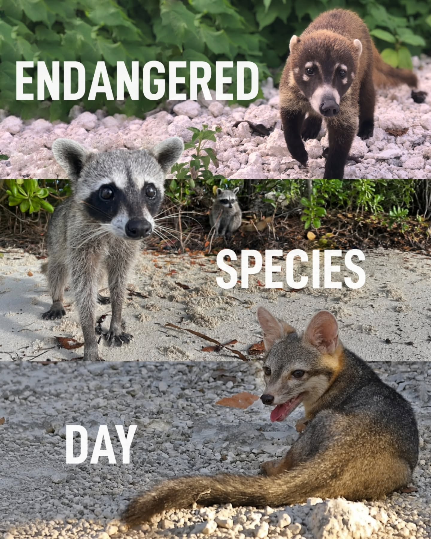 Cozumel is home to three endemic island carnivores, all of which are considered critically endangered.
Found nowhere else on Earth, the Cozumel raccoon, Cozumel coati, and Cozumel fox are all dwarf forms of their mainland relatives, shaped by life in isolation on a limited island ecosystem. Today, however, habitat loss, invasive species, natural disasters, and traffic collisions continue to threaten their survival.
On this Endangered Species Day, we recognize not only how rare these animals are, but how urgent their conservation has become. Visit the link in our bio to learn about how we are working to protect them.
๐ท: @greenpezcoz
#EndangeredSpecies #EndangeredSpeciesDay #Wildlife #WildlifeConservation #Conservation