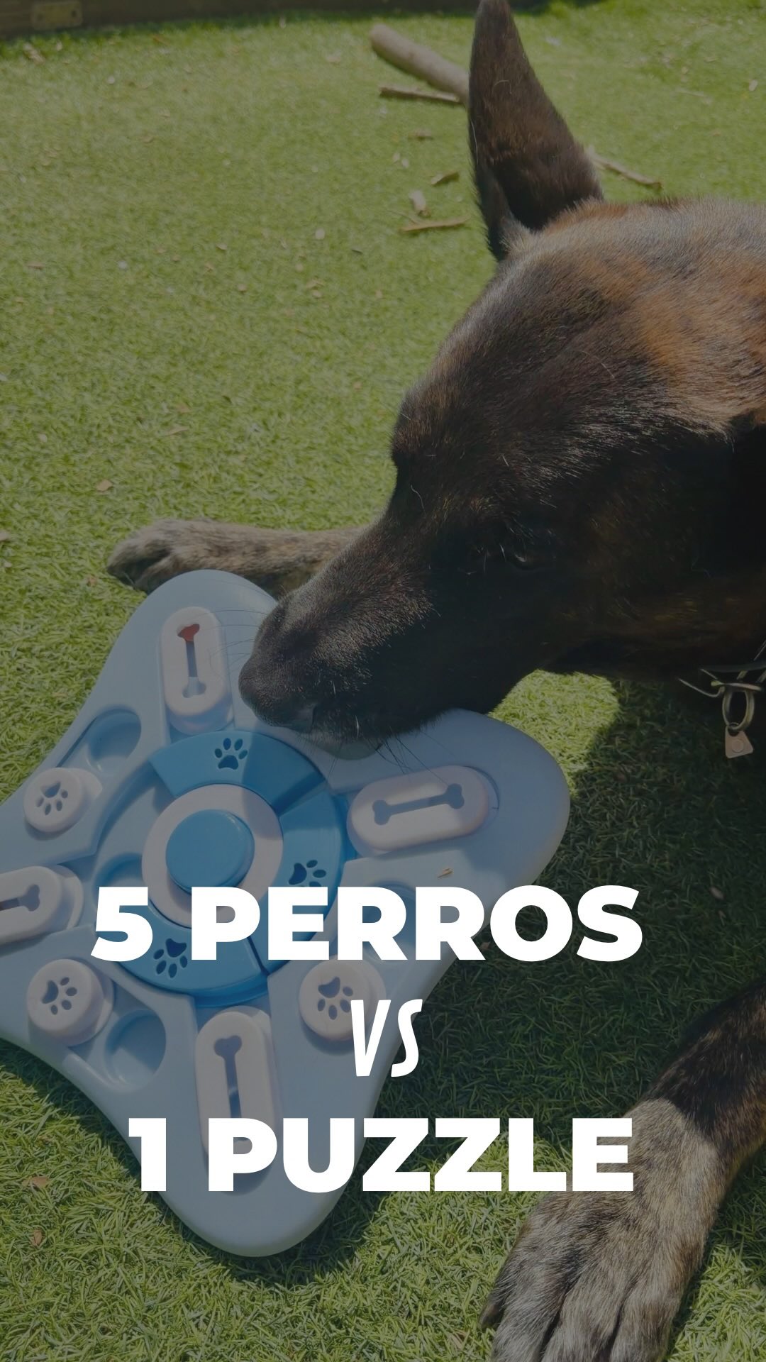 Hoy pusimos a prueba a nuestros perros con el mismo puzzle y... queda claro que hay dos tipos de perros: los que resuelven problemas y los que son un problema.💀
¿Cuál de todos sería el tuyo? Os leemos👇🤣
~
#dutchshepherds #cattledog #beagle #malinois #rottweiler