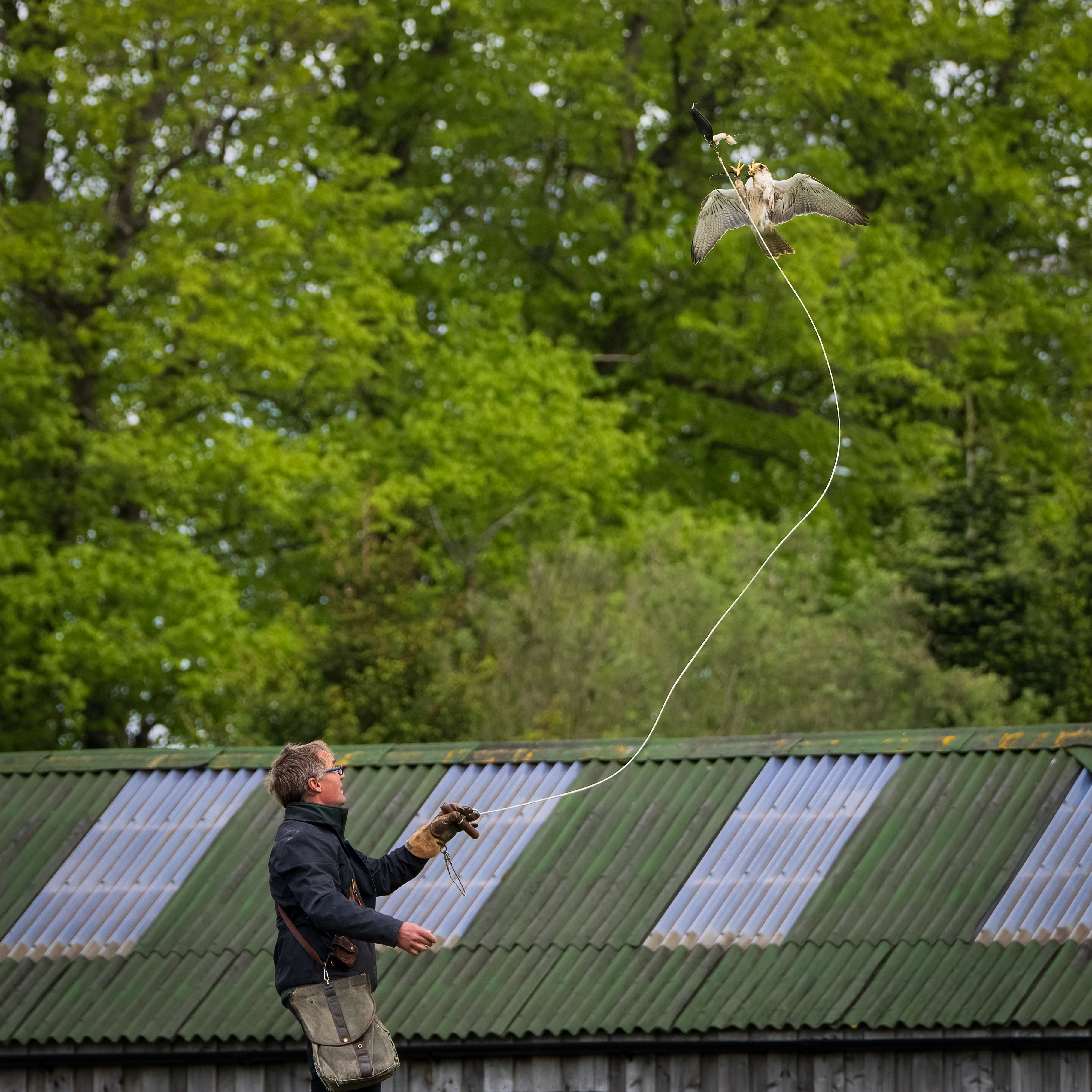 As usual, a brilliant day out at the @nationalcentreforbirdsofprey. Updraft, the Gyr Falcon, decided the display arena was for him today and went off on adventure of his own for a bit... 😂 #owls #nationalcentreforbirdsofprey #falconry #falconryuk #yorkshire #helmsley #duncombepark