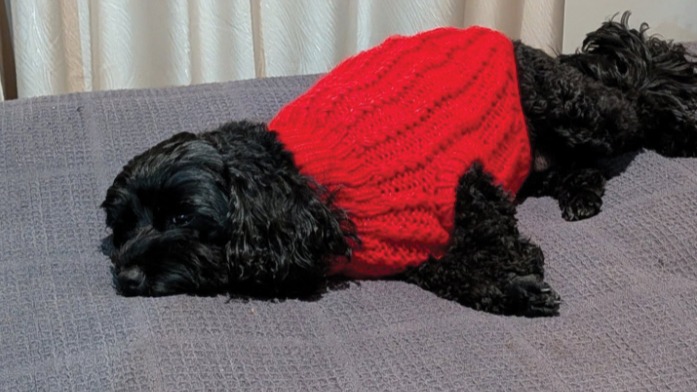 REMINDER — our Woolly Weens Dachshund Sweater was designed specifically for Dachshund bodies. No sleeves to wrestle short legs into. Extra length to cover that long torso.
But Dachshunds are not the only ones who get to look this good. 🖤
Our Woolly Weens also fits other breeds like Chihuahuas, Maltese, Toy and Mini Cavoodles, West Highland Terriers and Mini Labradoodles — and as you can see, Evie a black Cavoodle in Chilli is an excellent life choice.
Check the size guide on the product listing to make sure your pup is a fit — measurements are everything with this one. These sweaters come in 3 sizes for mini's and standards and many others.
Handmade wool blend. No sleeves. Machine washable. Available in Chilli, Eucalyptus and Hazelnut in three sizes.
🍁 www.hendricksandmaple.com
@_lightmemory_
#Dachshund #DachshundsOfInstagram #Cavoodle #DogSweater #DogsOfInstagram