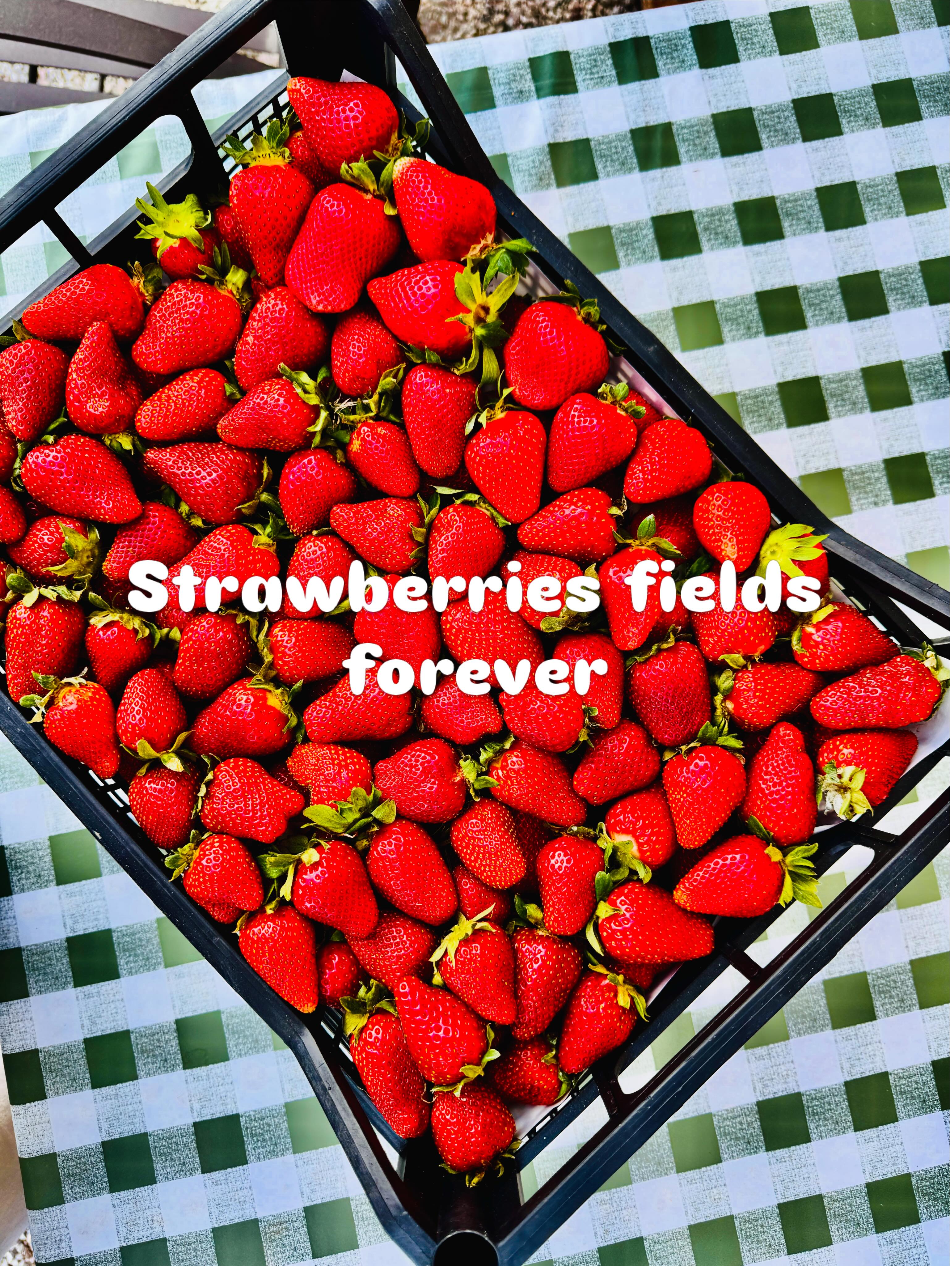 strawberries in season. now we are at the farmer in Falerone. Strawberries in the open field. absolutely wonderful
Strawberries Fields forever