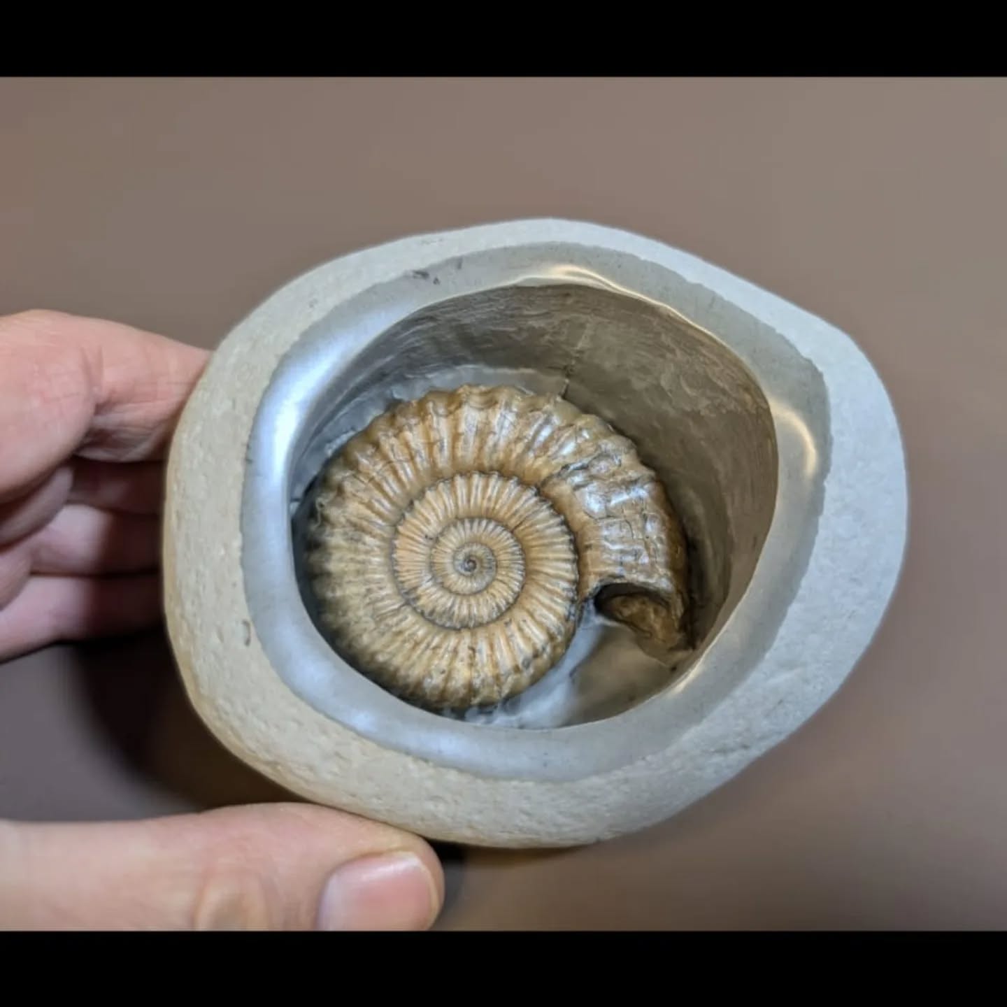 A delightful 6cm Oistoceras sp. Prepared within a small green ammonite nodule and hand polished border. They are sometimes referred to as the pocket green. This one is from the Jurassic of Stone Barrow, Charmouth beach.
#ammonite #fossils #ancienthistory #paleontology #jurassic