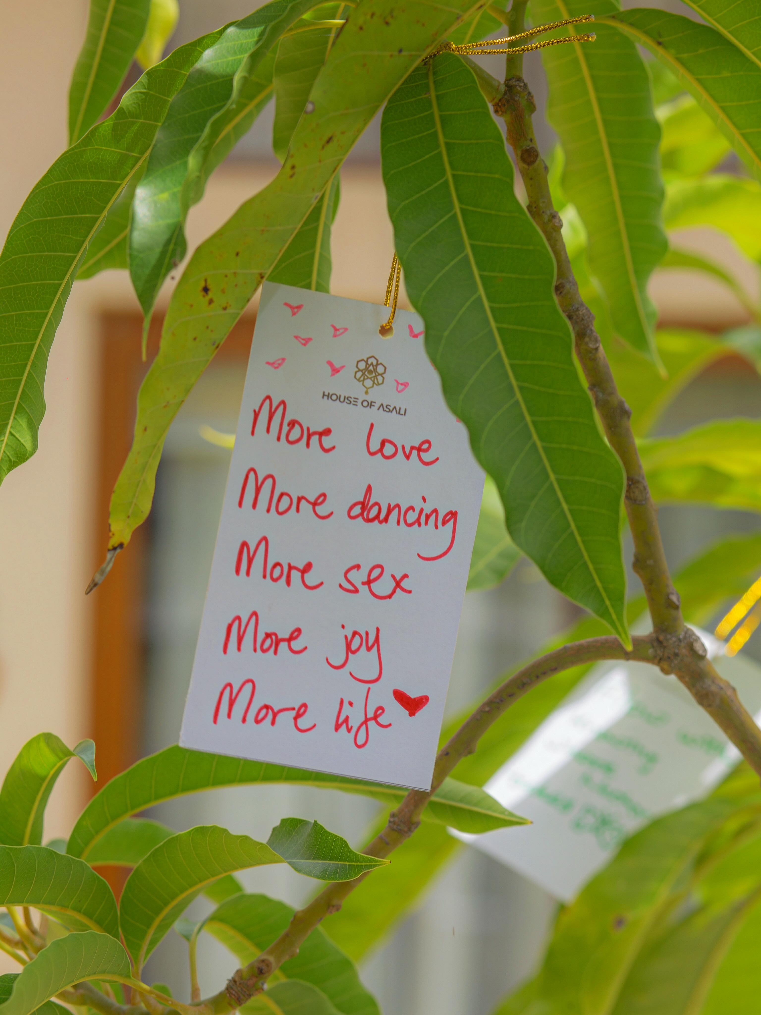 What started as a tree has become a space for intention π³β¨
Planted during our construction works as a shoot, our mango tree today holds the wishes and affirmations of our community: a living reminder that what we plant, we grow together π€
#beUmoja #mangotree #wishingtree #daressalaam