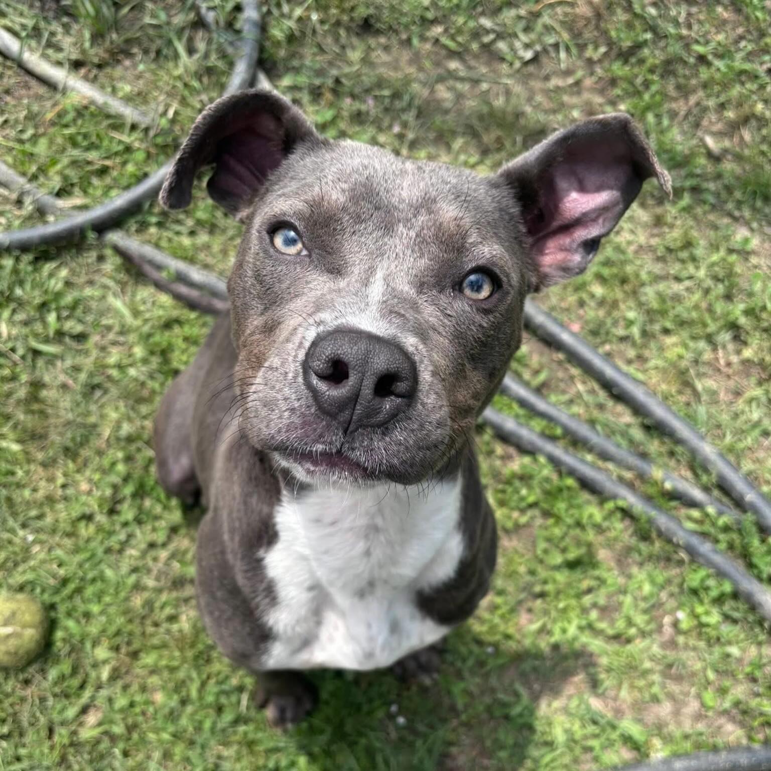 How could anyone resist this tiny girl?! 😍
Here you can see the many adorable faces of Melody, the perpetual puppy!
Melody is a true pocket pittie—she’s a year old and less than 30 pounds.
She loves snuggles, French fries, and playing with other doggos through the fence.
Mel is gentle and easy peasey on a leash. She’s an affectionate little gem of a girl.
Come meet her at the Little Rock Animal Village, 4500 Kramer Street, Tuesday-Saturday, 10:30-5. No appointment needed.
Photos don’t always do these sweet pups justice, so it’s best to meet them in person.
All $90 adoptions include spay/neuter, microchip, and shots. The shelter is WAY too full.
Please share! Every time you adopt, you save a life. 💜🐾