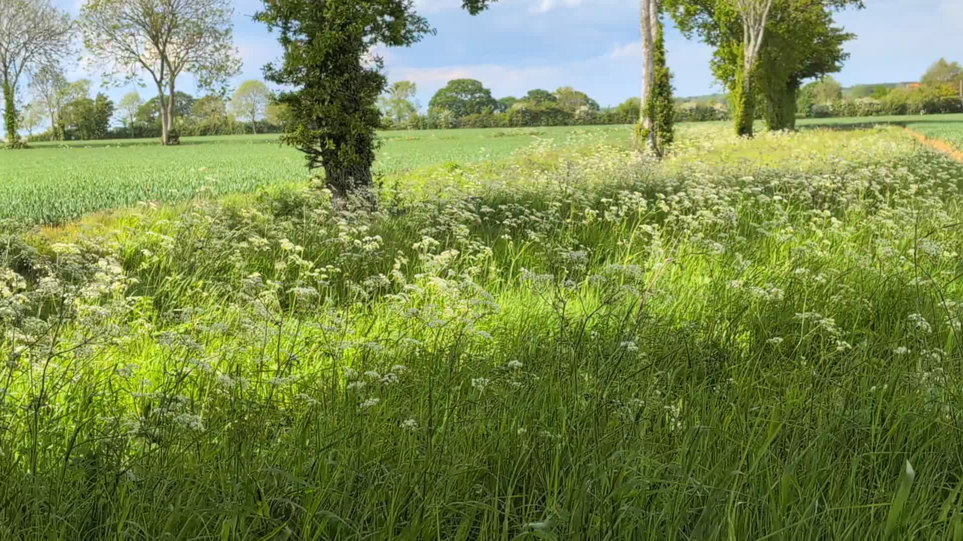 Poppy, who takes her "meeter and greeter" duties very seriously when the studio is open, took time out today to stretch her legs and have some fun! I did too and it was great!
#cockersofinstagram #cockerspaniel #countryliving #countryside #simplelivinguk