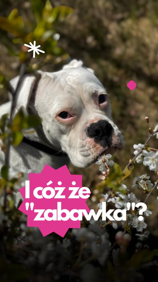 Jest takie przeświadczenie, że każdy pies kocha zabawki. Rzeczywistość jest inna.
Są psy które za piłkę oddałyby duszę. Są takie które mają zabawki głęboko pod ogonem. I cała reszta pośrodku – bawią się, ale tylko kiedy mają ochotę, i chętniej wybiorą inne motywatory albo święty spokój.
Pies który nie umie się bawić albo tego nie lubi, nie jest wybrakowany. Często to kwestia poczucia bezpieczeństwa, doświadczeń albo nas samych – nieświadomie gasimy psią radość częściej niż myślimy.
A jak to jest u Waszego psa? 🐾
#merdumerdu #hoteldlapsow #nowydwormazowiecki #warszawa #szkoleniadlapsów
