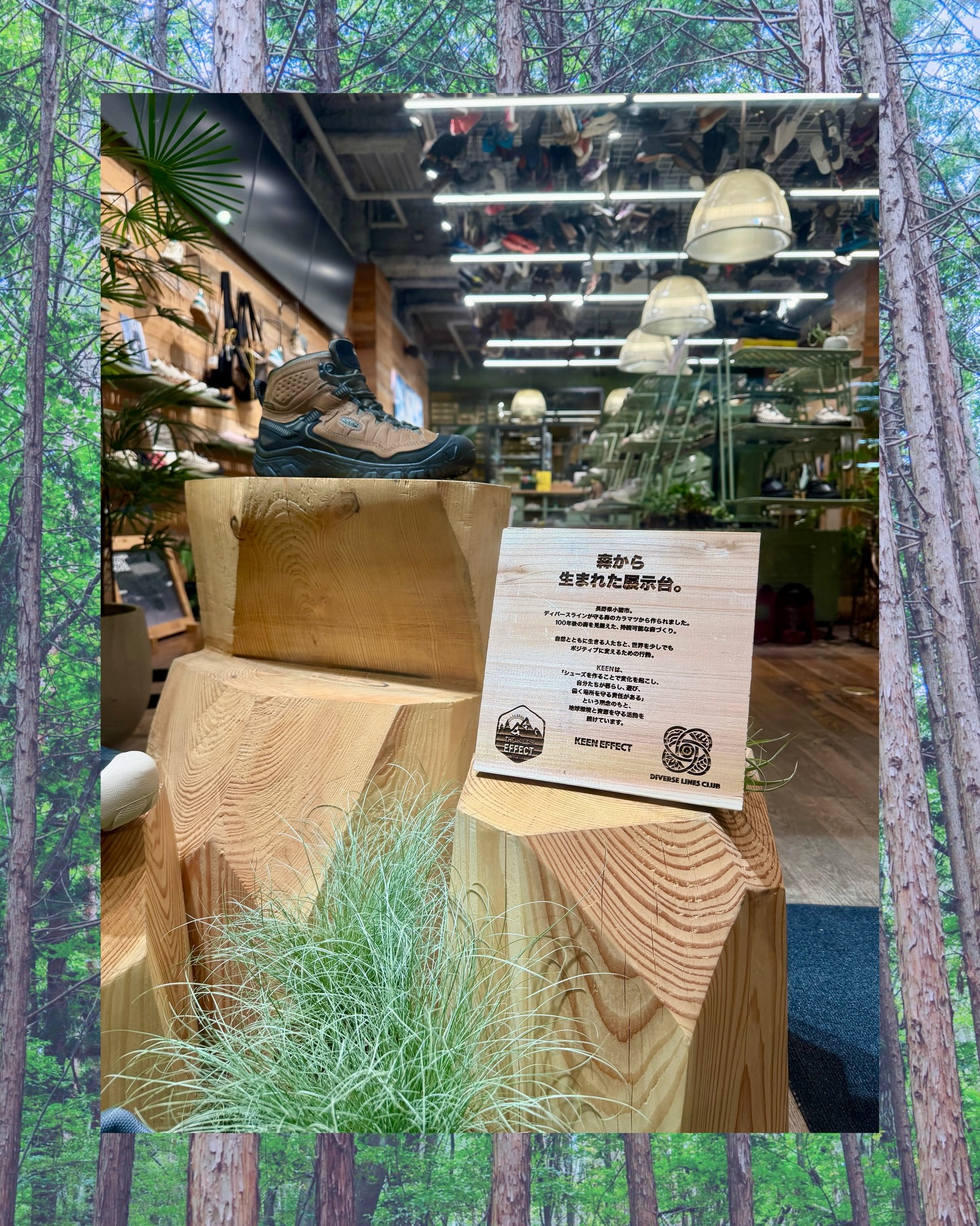 本日、5月12日、【PR TIMES】でプレスリリース発信!
〈KEEN×DIVERSE LINES CLUB〉
長野県小諸市の森から生まれた展示台。
自伐型林業の間伐材を活用した店舗ディスプレイがKEENストアにて2026年4月15日(水)より展示スタート。
〜原宿店・新宿店・東京ベイ店・二子玉川店・レイクタウン店・西宮店〜
ハイキングブーツ「Targhee Collection」を中心に商品展示。
https://prtimes.jp/main/html/rd/p/000000002.000182563.html
ディバースラインを立ち上げた当初から、面白いものづくりをする人たちに私たちの木を使ってもらいたいと言い続けてきて、今回、KEENストアで間伐材がディスプレイとして使われることになり、その想いがひとつ形になりました。
これは、ディバースラインとしても、自伐型林業の木材活用の一例としても、軌跡として残していくべきだと思ったので、今回初めて、PR TIMESでプレスリリースを発信することにしました。
自伐型林業はまだ認知度の低い取り組みですが、こうして企業と連携することで、森のことを知らなかった方にも届くようになる。
木を買ってもらうだけでなく、一緒に発信してくれるパートナーがいることが、私たちの活動の大きな力になっています。
この取り組みをきっかけに、森と共に歩みたいと思う企業や仲間が増えていくことを願っています。
お近くの方はぜひ店舗に立ち寄ってみてください🥾🪵
@keen_japan @keenutility_japan
@keen_harajuku
伐採〜展示台製作🪚
@ryumonster
@koba_mega424
Kakkie
広報・プレスリリース作成🖊️
@chiichee156 / worg.Inc
DLCの思いを引き出し、汲みとってくれて、発信をすることの後押しをしてくれてありがとうございました。
#KEEN #DIVERSELINESCLUB #自伐型林業 #間伐材 #森から生まれた展示台