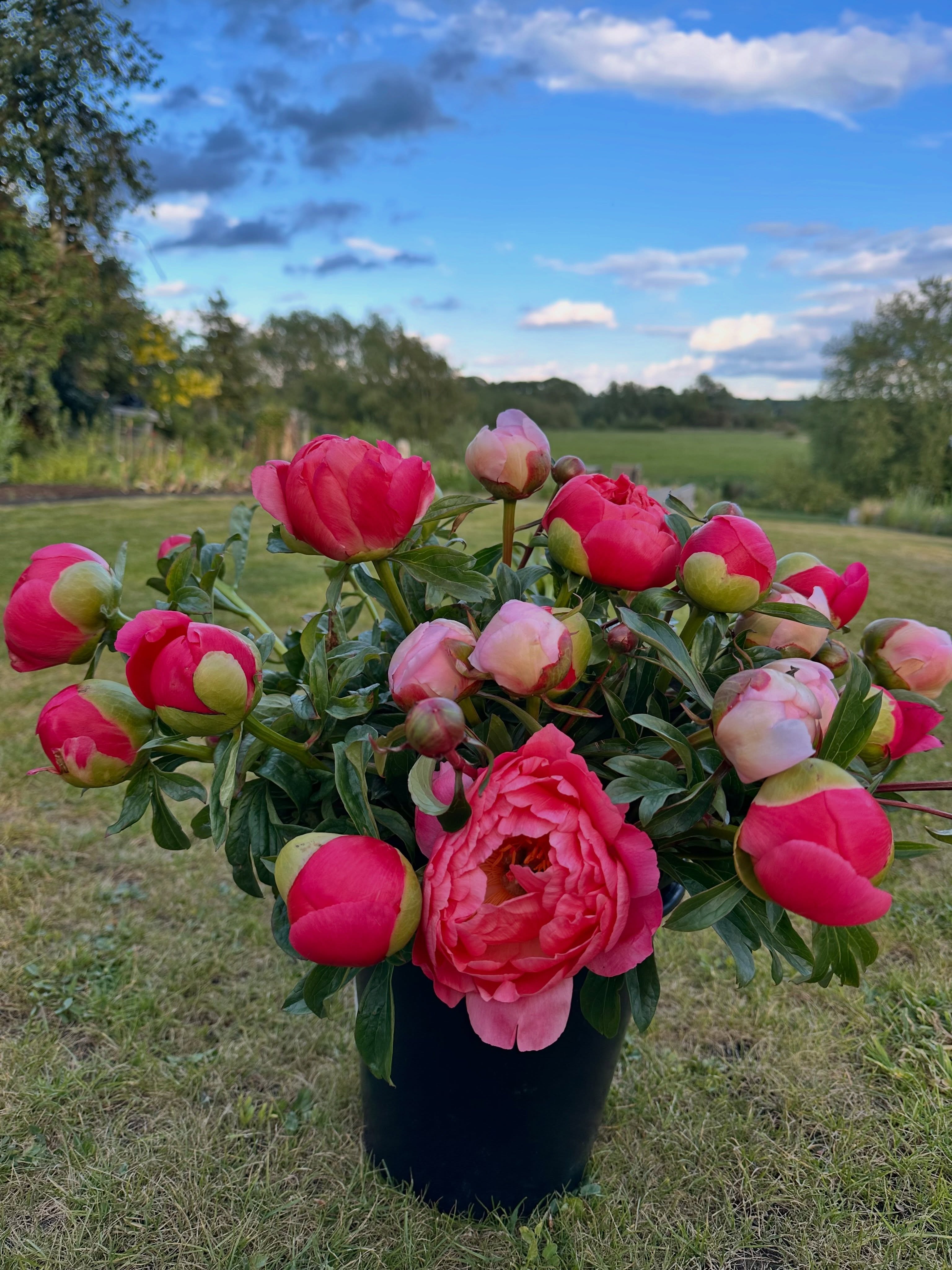 What a perfect day peony picking at @the.secret.farm. This week it was a lot easier to find the perfect stems as the colour shone across the field. I chose a few big blooms of coral sunset just for me to enjoy this weekend , the rest will be going out tommorrow for subscription customers or bunches picked to order.
💐
If you are looking for something to do this weekend get your self down to this wonderful farm in Moggerhanger.
#pickyourown #pickyourownflowers #peonylove