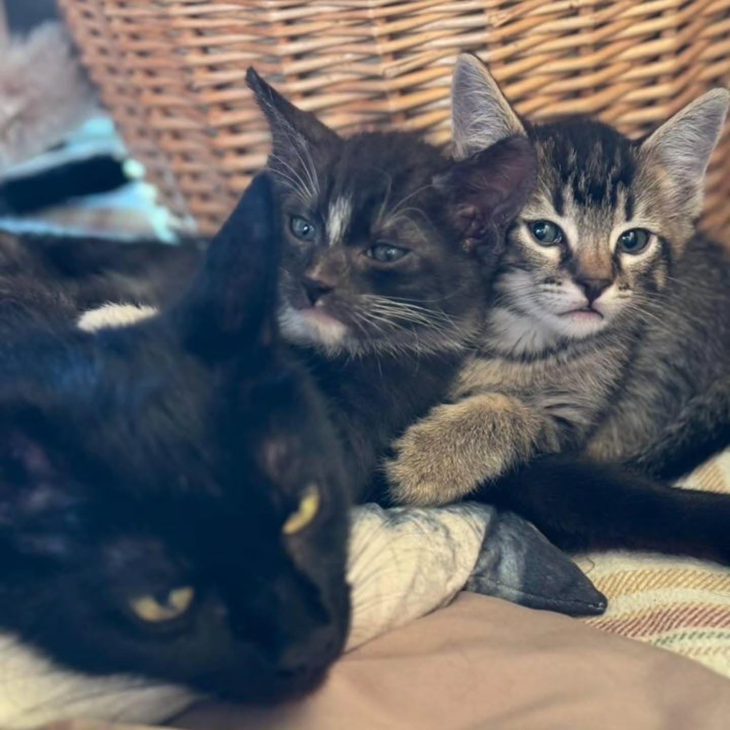 Momma Samantha is the sweetest momma. You might think I say that about all of them, but it's true!!! Her babies are almost avaliable for adoption. They've been loved on and handled since the moment they were born at the lounge! The babies must go home in pairs (they thrive with a companion!)