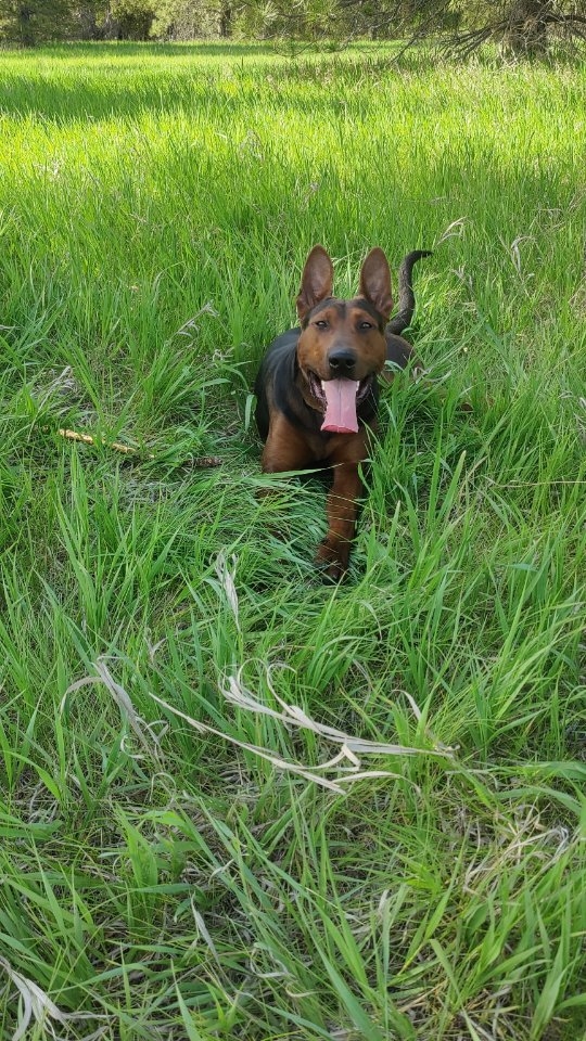 Taco & Draco
Tacos sire comes from hunting lines, these guys have excellent prey drive! Draco has finally over powered his momma she no longer can steal sticks from him.
-
Laizhou hong chinese red dog
-
Nothing for sale, DM to inquire about the breed!
-
dutch shepherd sighthound #rarebreed #protectiondog #chinesereddog beauceron schutzhund protection dog psa german shepherd guard dog trainer preservation chinese red dog #dobie