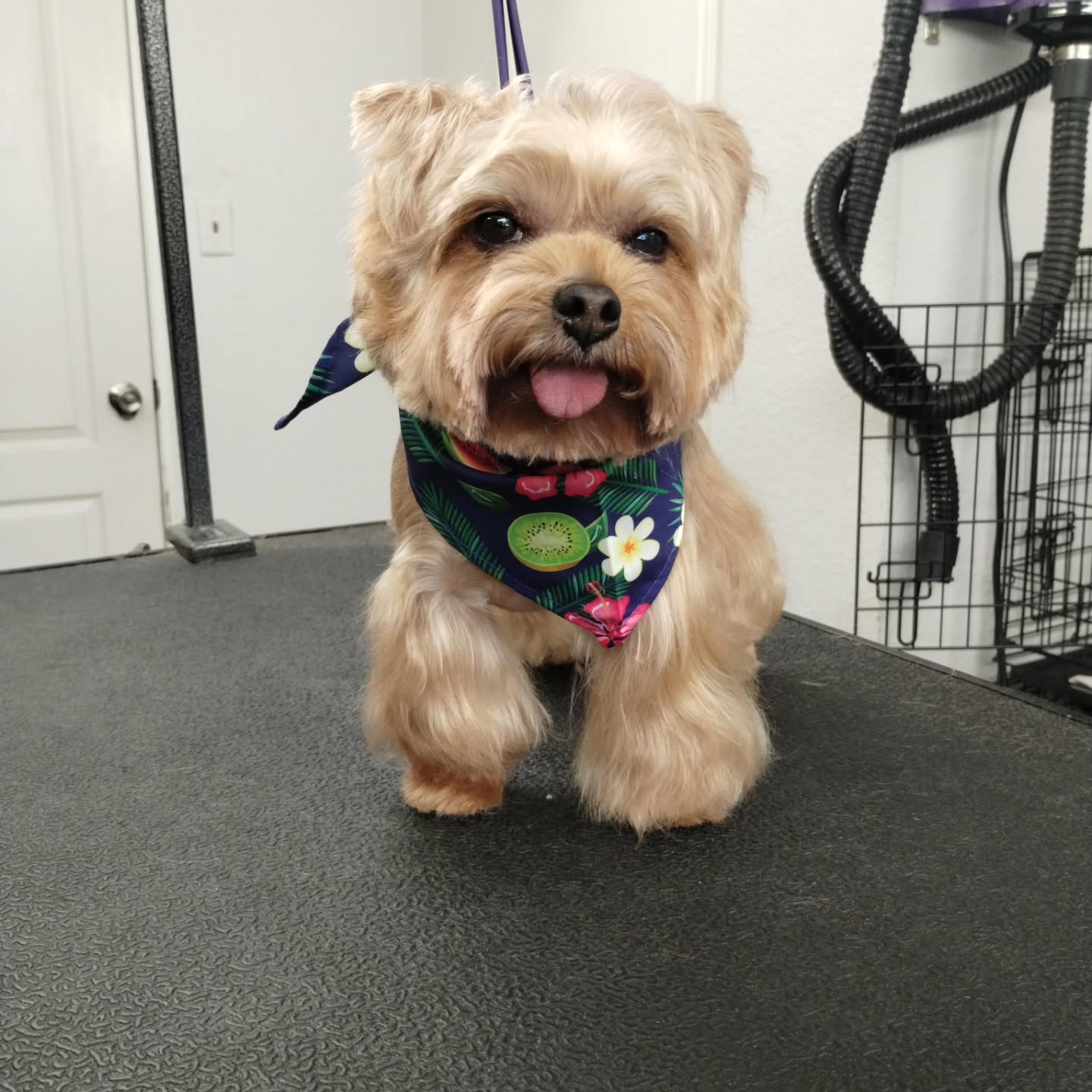 Bentley may be little, but her personality is larger than life ✨🐾 We love treating her to her monthly spa day and keeping her feeling fresh, fabulous, and spoiled.
#smalldoglove #luxurydoggrooming #spadayfordogs #sanmarcostx #pamperedpup