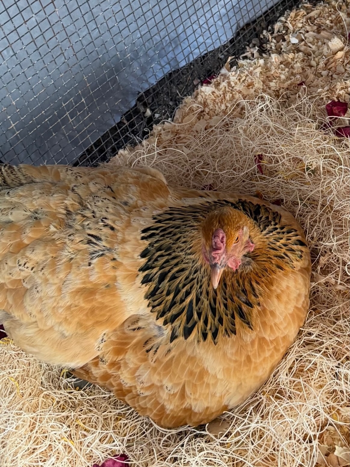 A couple days ago, we shared the heartbreaking news that we lost our ducks. Today, we are saddened to share that we have lost another member of our flock.
Bastet, our beloved leader hen, was truly one of a kind. Named after the Egyptian goddess and handpicked by Mrs. Kat two years ago, she quickly became the heart of the flock. Her nickname, “Battle Axe,” reflected just how strong, bold, and protective she was of her girls. She especially loved her free-ranging days, and we like to think of her as finding peace and freedom once again.
She shared a deep bond with her sisters, Christiana and Vera Wing, who will miss her dearly. Bastet was always the one looking out for her flock, and her presence will be profoundly missed.
We also want to extend a heartfelt thank you to all of the parents who responded so quickly, showed up ready to help, and supported us in fortifying and caring for our chicken pen. Your kindness and willingness to step in means more than we can say.
Thank you for holding our school community and our animals in your thoughts during this difficult time.