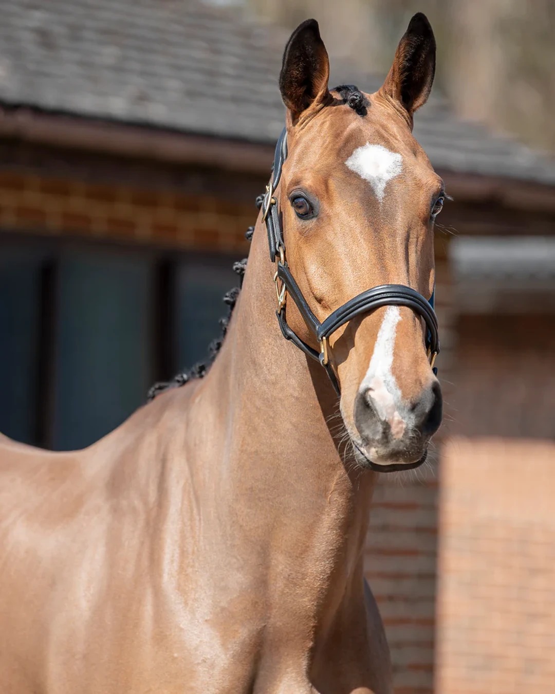 Premium comfort for your horse ✨ Henry James Leather Headcollar — Italian full‑grain leather, anatomical 3D padding and solid brass fittings. Available in Black & Brown, COB and FULL. Link in Bio #HenryJames #EquestrianStyle #LeatherHeadcollar #HorseLovers #StableLife