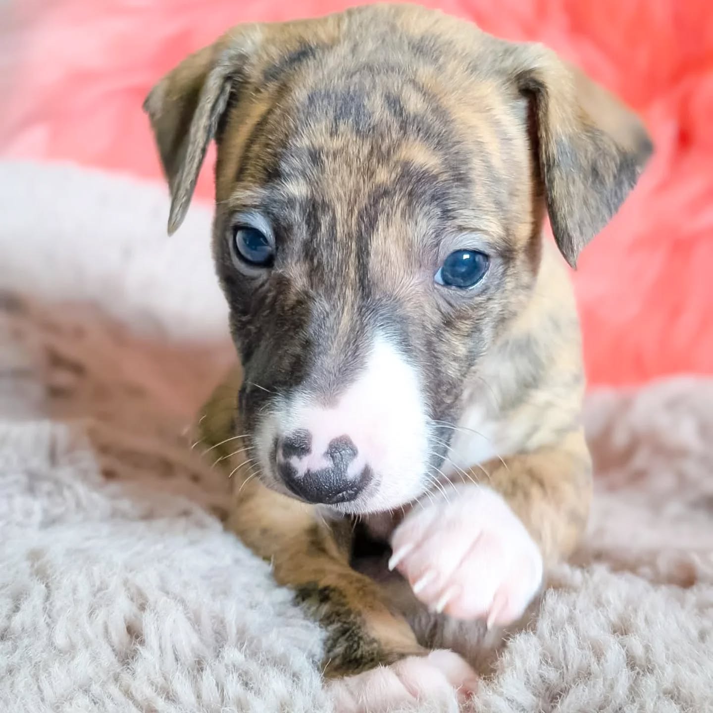 Ari Bella Bambini 🍀
4 Wochen alt 💕
https://whippet.breedarchive.com/animal/view/ari-bella-bambini-c04025ab-f472-477b-b971-64abb34da879