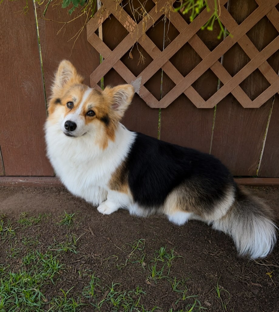 Just had to take a second to admire how beautiful Nori is after a fresh groom! 💋
#corgi #fluffydog #redtri #wow