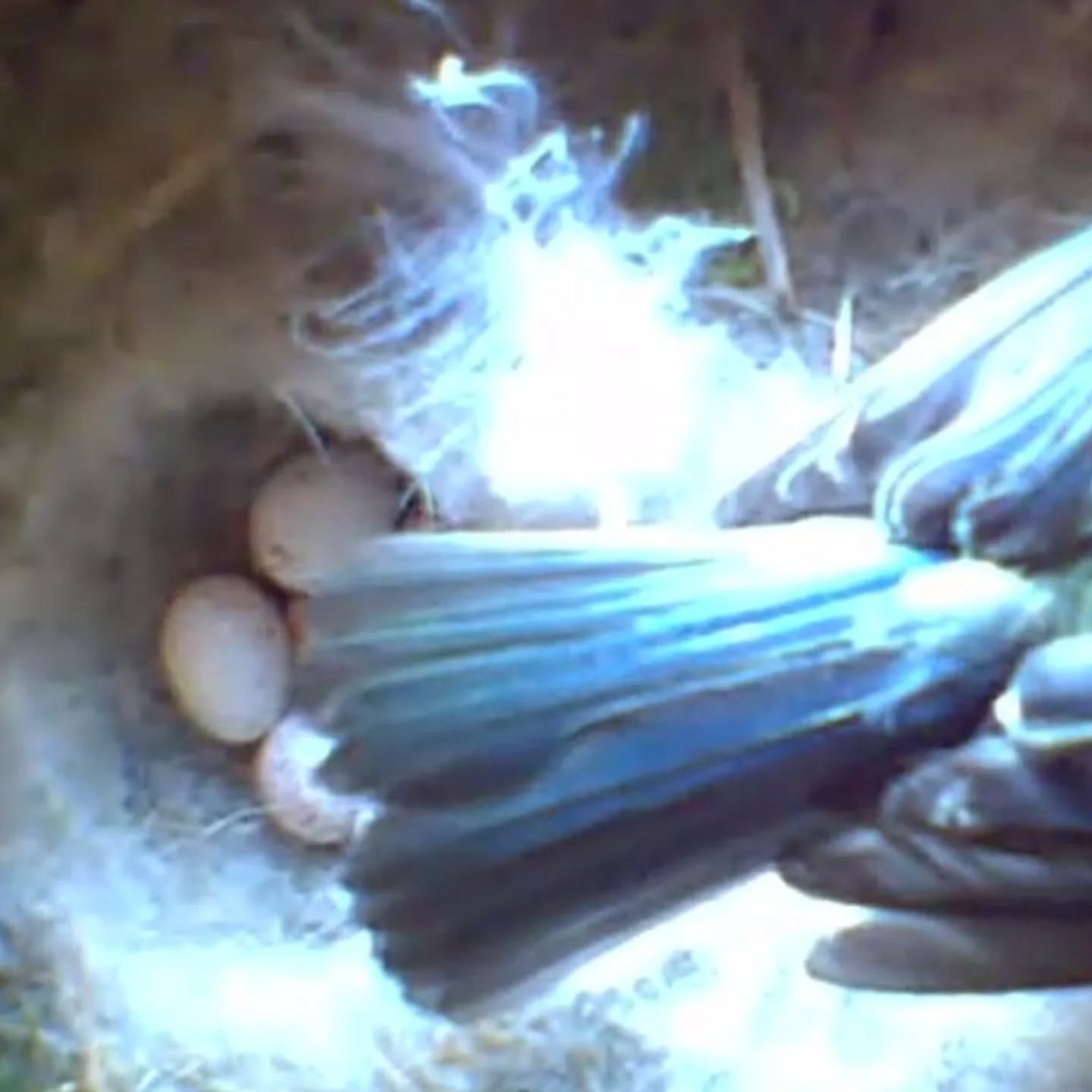 We have babies in our bird box !! 5 beautiful baby blue tits from the wide open beaks we can see when feeding. Nature is simply incredible ❤️