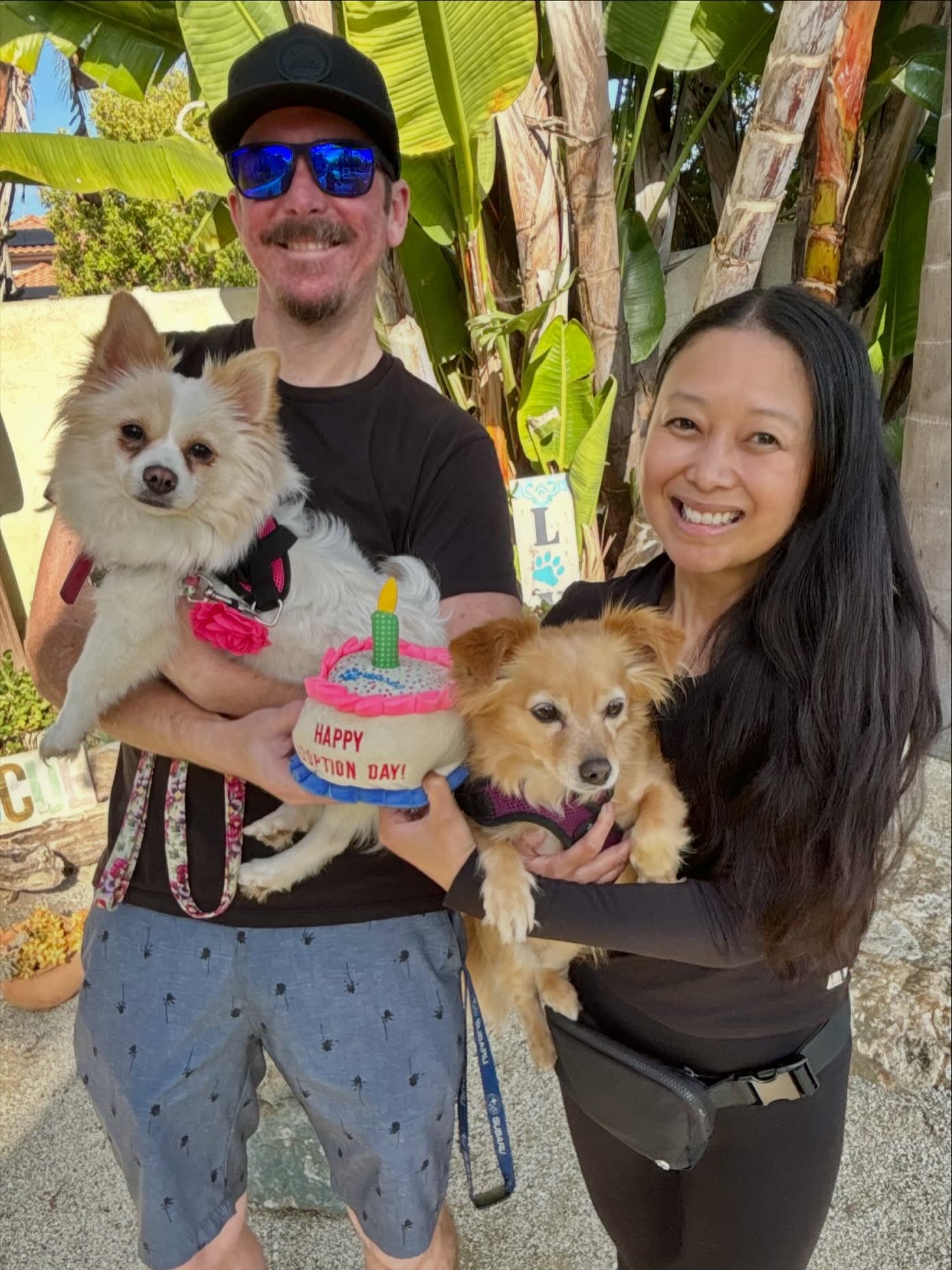Our adorable little Fendi got her Happily Ever & now has her very own family and fur sister! 💞
#pomeranianlove #tinydogsrock #rescuedisourfavoritebreed #adoptdontshop #almarescue
