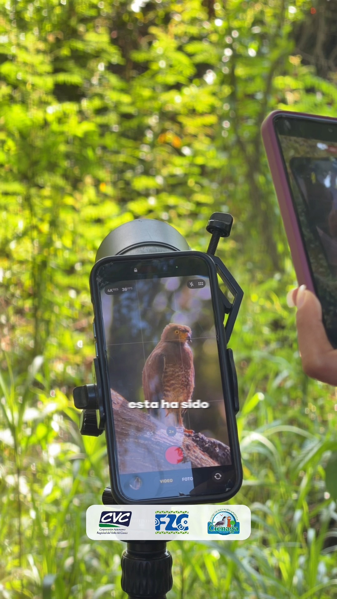 Así vivimos el Global Big Day en el Centro de Educación Ambiental Buitre de Ciénaga 🐦🌿
Una jornada llena de naturaleza, aprendizaje y avistamiento de aves que nos recordó la importancia de proteger la biodiversidad de nuestra región.
La Laguna de Sonso sigue siendo un tesoro natural lleno de vida, paisajes y experiencias únicas para descubrir. Invitamos a toda la comunidad a visitarla, conectarse con la naturaleza y ser parte de su conservación. 🌎✨
#CulturaCali #Conservación #GlobalBigDay