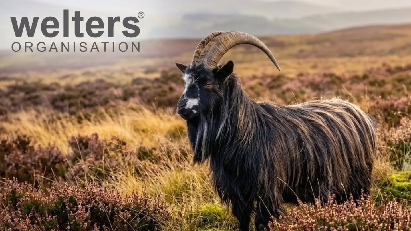 The wild native goats on Langholm Moor are descendants of the Old British Goat, a breed brought to the British Isles by Neolithic farmers thousands of years ago.
Unlike modern commercial breeds, these goats have evolved to thrive on a diet of coarse grasses, heather, and woody scrub. While they are technically "feral," these goats play a vital role in the conservation of the moorland.
They are expert grazers that tackle vegetation that sheep and cattle often ignore. By eating gorse, birch scrub, and tall grasses, they help maintain the open moorland habitat.
Here at Welters Organisation we continue to utilise native breeds as part of our ongoing cattle breeding programme and understand the importance of genetic preservation in maintaining these rugged landscapes.
By integrating the hardiness of traditional livestock into strategic conservation grazing, we ensure that the delicate balance of the ecosystem remains intact for future generations.
#nativebreeds #conservation #nature #biota #wildgoats