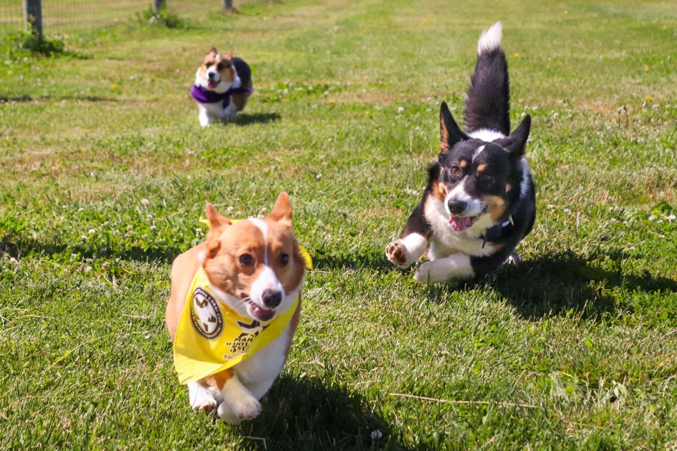 Nothing beats a day of corgi racing at Bohemia Manor Farm!!
The corgis definitely understood the assignment with the zoomies, chaos, and questionable racing strategies 😂 Thanks to everyone who came out, cheered them on, and made the day so fun. Already can’t wait to do it again!! 💨🏁