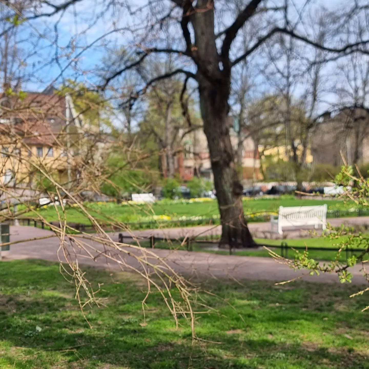 Down town Helsinki. City parks provide residents of high density living with parks and gardens everywhere throughout the city. Quality of life and nature are priority number one in Finland. Adelaide could learn alot . Ashamed to be South Australian where golf is prioritised over nature.
#chainsawpete
#Adelaideparklands
@adel_park_lands
#Helsinki
#possumpark