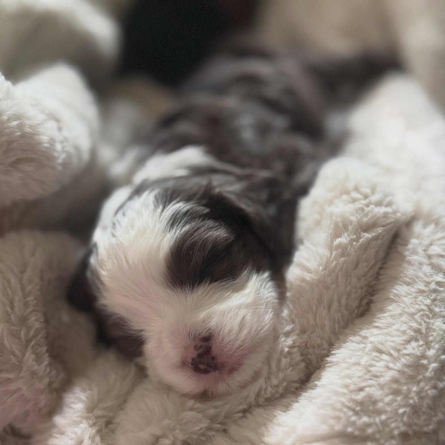 A slow morning with puppy snuggles and coffee is just what we needed. With the school year winding down and a lot going on, weāre soaking up these quiet little moments of āI want the puppyā with our sweet Princess. Sheās loved more than words can explain. š©·