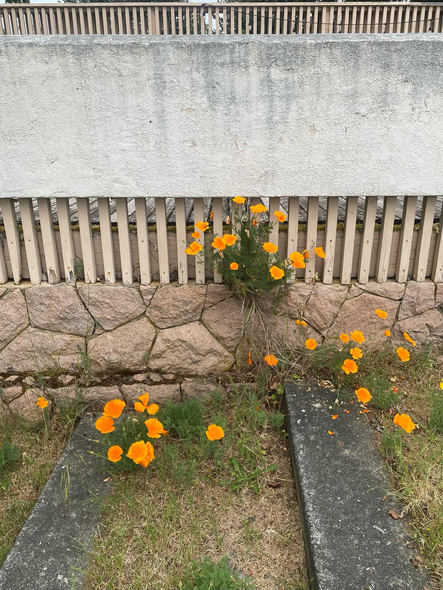 still buzzing from yesterday’s pilgrimage to comox - camino de filberg? these textures and these poppies 😵
#arthurerickson #filberghouse