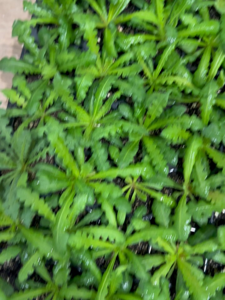 Sort of fell off on the under the grow lights updates. But here are a few trays that have already made their way out into the field. And the last varieties that are now getting kicked out to be hardened off outside.
This year I grew a lot more from seed, and there were a lot of successes and a lot of learnings. I was happy to see most lived! Haha
There is something seeing a teeny tiny seed growing into a beautiful flower that just can’t be matched! 🌸
#happygrowing#seedtobloom#flowerfarm#stayedalive