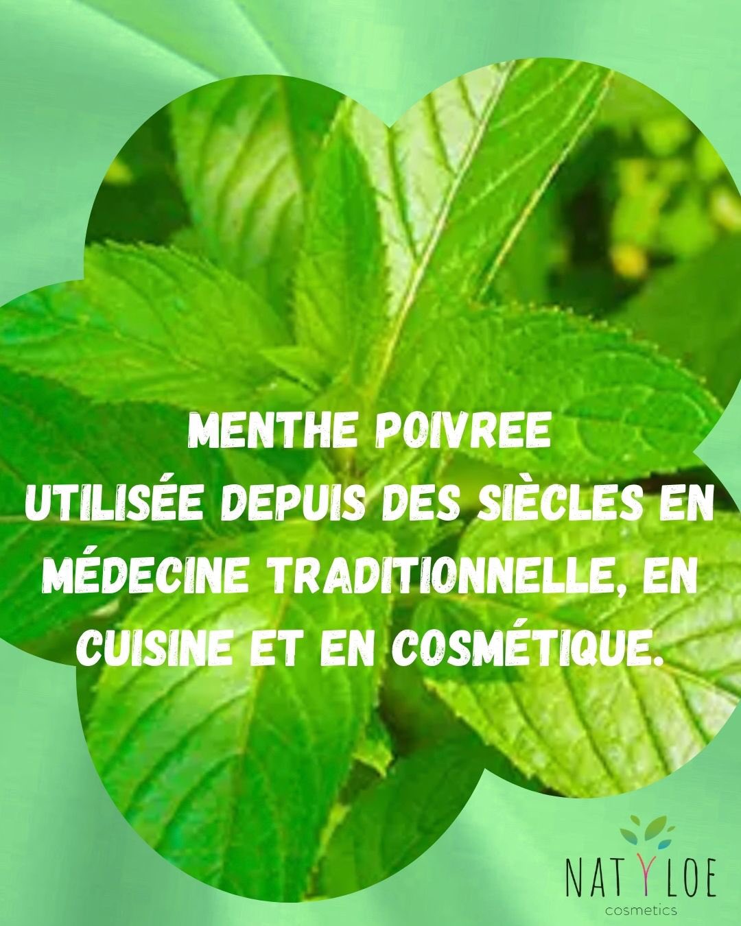 🌿 Rafraîchissante, purifiante et stimulante… la menthe poivrée est une alliée incontournable en bien-être comme en cosmétique ✨
Découvre ses origines, ses bienfaits et pourquoi on la retrouve dans autant de soins beauté 💚📜 Une plante utilisée depuis des siècles
La menthe poivrée est un croisement naturel entre la menthe aquatique et la menthe verte.
Déjà utilisée dans l’Égypte antique, puis par les Grecs et les Romains pour ses vertus médicinales et rafraîchissantes.
🌍 Aujourd’hui, elle est incontournable en phytothérapie, aromathérapie et cosmétique.
💚 Pourquoi on l’adore ?
✔️ Effet rafraîchissant immédiat
✔️ Aide à soulager les maux de tête
✔️ Favorise la digestion
✔️ Apporte énergie et concentration
✔️ Sensation de légèreté et de fraîcheur
🧴 La menthe poivrée dans la beauté
On la retrouve dans :
💆♀️ Les soins du cuir chevelu
🪥 Les dentifrices
🧼 Les nettoyants purifiants
💄 Les soins lèvres effet “fresh”
🦶 Les soins jambes lourdes
Pourquoi ?
➡️ Elle purifie, tonifie et rafraîchit la peau.
🌱 Peau fraîche & nette
Idéale pour :
💚 Les peaux mixtes à grasses
💚 Réduire l’effet “peau fatiguée”
💚 Rafraîchir après le sport ou la chaleur
Son effet frais donne un vrai coup d’éclat instantané ✨
🤓 Fun fact
Le menthol contenu dans la menthe poivrée active les récepteurs du froid…
➡️ même sans baisse réelle de température !
C’est pour ça qu’elle procure cette sensation de fraîcheur
🪥 La menthe poivrée dans le dentifrice naturel Natyloe Cosmetics
Pourquoi est-elle autant utilisée ? ✨
✔️ Sensation d’haleine fraîche
✔️ Effet purifiant naturel
✔️ Goût frais et agréable
✔️ Sensation de bouche propre longue durée
🌿 Dans notre dentifrice naturel, elle est associée :
→ au carbonate
→ à l’argile
→ à l’huile de coco
💚 Résultat : un soin frais, naturel et revitalisant au quotidien.
and Integrative Health (NCCIH) — informations sur la menthe poivrée et les huiles essentielles
European Medicines Agency (EMA) — usage traditionnel des plantes médicinales
menthepoivree #beautenaturelle #cosmetiquenaturelle #dentifricenaturel