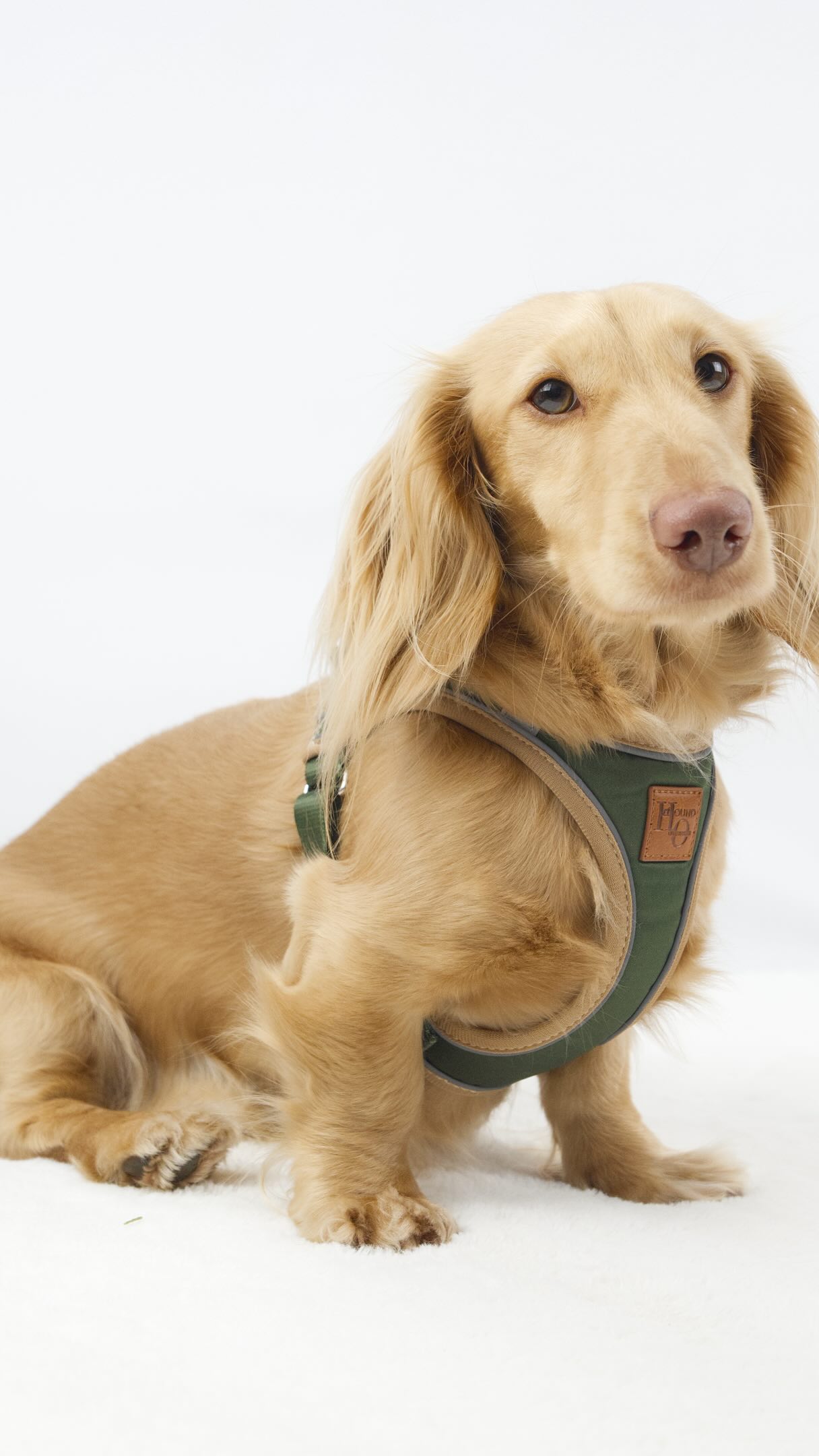 ✨THE DOXIE STEPMAG IS NOW LIVE✨
Our easiest harness yet has officially arrived 🐾
The new Doxie StepMag features an easy step-in design with silent magnetic buckles, perfect for sensitive pups and fuss-free walks.
Now available in:
🤎 Our classic Sophisticated Sausage print
💚 The regal Regency Green colourway in collaboration with @houndoutfitters thoughtfully designed for dachshunds and other deep-chested breeds such as Italian Greyhounds and Whippets
It’s time to upgrade your harness now ✅
Let us know if you snap one up! 🤭