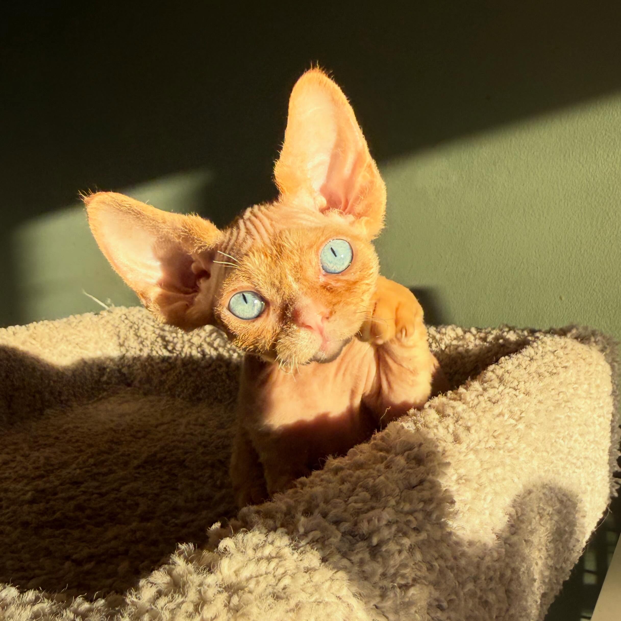Well gosh golly gee, Finale got to meet his possible family tonight! Who is nextâŚâŚ.. we shall see! ;) see more pics of Finale, his parents and siblings on our website (link in Bio) #devonrex #mostinterestingmanintheworld #devonrexkittens #blueeyes #devonsofinstagram