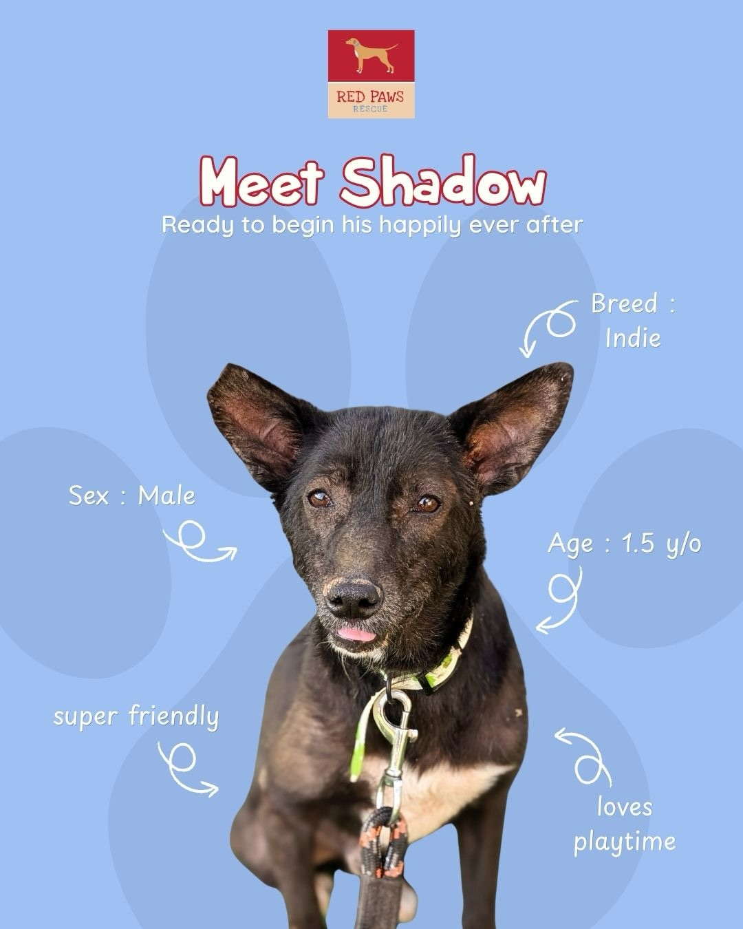 Shadow still waits for a home of his own.
Until that day comes, you can still be his family from afar.
Virtually adopting Shadow helps us provide him with nutritious meals, medical care, shelter, and the love and comfort every dog deserves.
Not every rescue finds a home quickly.
But every rescue deserves to feel cared for while they wait.
Your sponsorship helps keep Shadow safe, healthy, and happy at the shelter and reminds him that he hasnāt been forgotten. š¾
You may not be able to adopt him, but you can still change his world.
.
.
.
#adoptdontshop #rescuedog