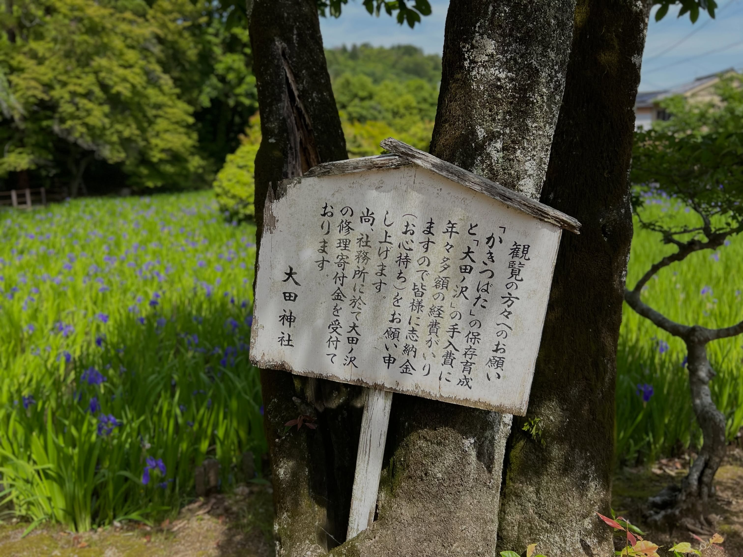 Japan Memories . . . 🌸🌸🌸
Iris Garden, Ota Shrine, Kyoto, 2023
#iris #japan #travelforart #art #kevinberlin