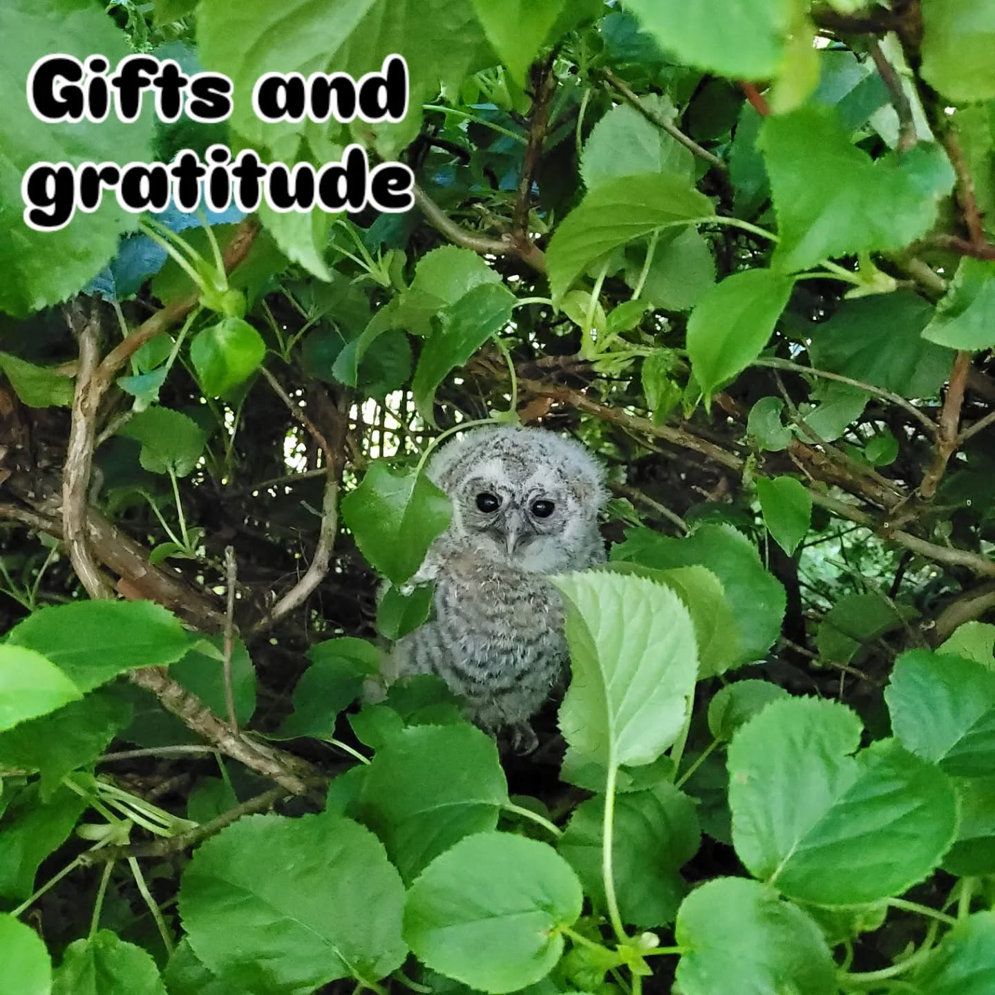 Baby owl in a tree waiting to fledge. 🦉 🦉 🦉
My very dear friend is rewilding her horse fields, we think this baby owl is the result of an increase in field mice and field voles as the grass grows longer and more diverse.
#rewild #rewilding #owl #tawnyowl #hebdenbridge