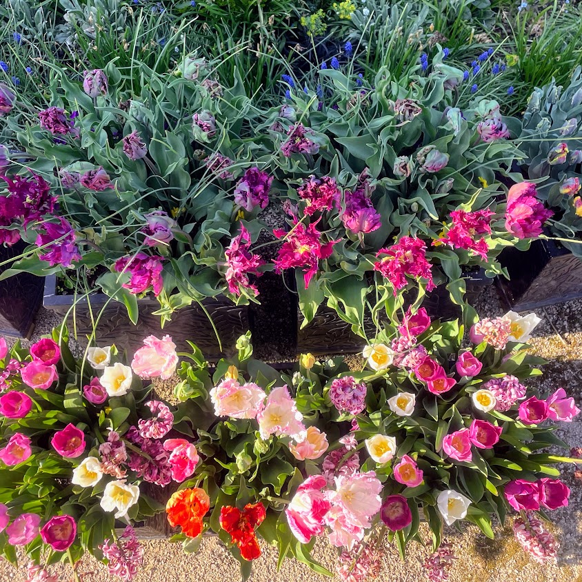 Every year, usually in December, I get carried away by some dreamy tulip varieties that are a must have!
Here is a result of one of those moments resulting in potfuls of bold Parrot type tulips - varieties 'Rasta Parrot' & 'Victoria's Secret' amongst others in a mix. 🌷🌷🌷
Picture from another angle in my next post.