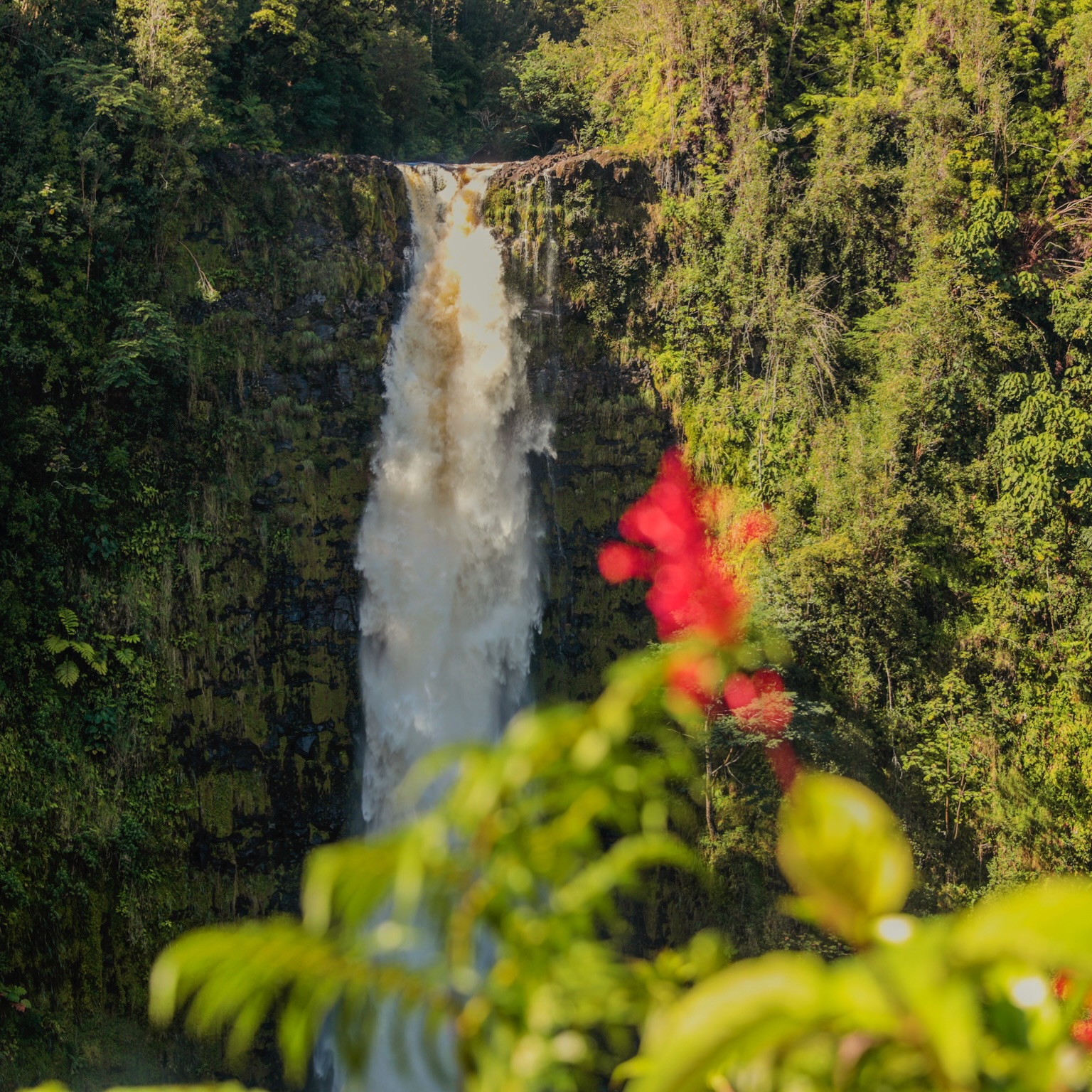 🌺Discover the beauty of Akaka Falls 🌺
An unforgettable adventure surrounded by lush rainforest, breathtaking waterfalls, and the pure energy of nature awaits you in one of Hawaii’s most stunning destinations.
Feel the power of the water, breathe the fresh tropical air, and explore paradise with the best guides from Nomad Tours. 🌺🤙
Nature, adventure, and unforgettable memories, all in one experience.
#AkakaFalls #Hawaii #NomadTours #Waterfalls #traveladvisorsgetyouthere
🌺Descubre la magia de Akaka Falls 🌺
Una aventura rodeada de selva tropical, senderos llenos de vida y cascadas impresionantes te espera en uno de los lugares más hermosos de Hawái.
Déjate sorprender por la fuerza del agua, el sonido de la naturaleza y los paisajes que parecen sacados de un sueño.
Explora este paraíso con los mejores guías de Nomad Tours y vive una experiencia auténtica, divertida e inolvidable.