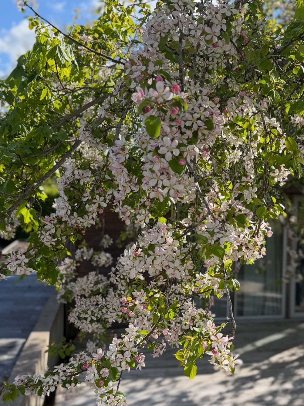 Det här måste väl vara bästa tiden på året? Äppel- och körsbärsträd i full blom och många många prydnadsträd likaså. Välkomna denna fina söndag 🌸