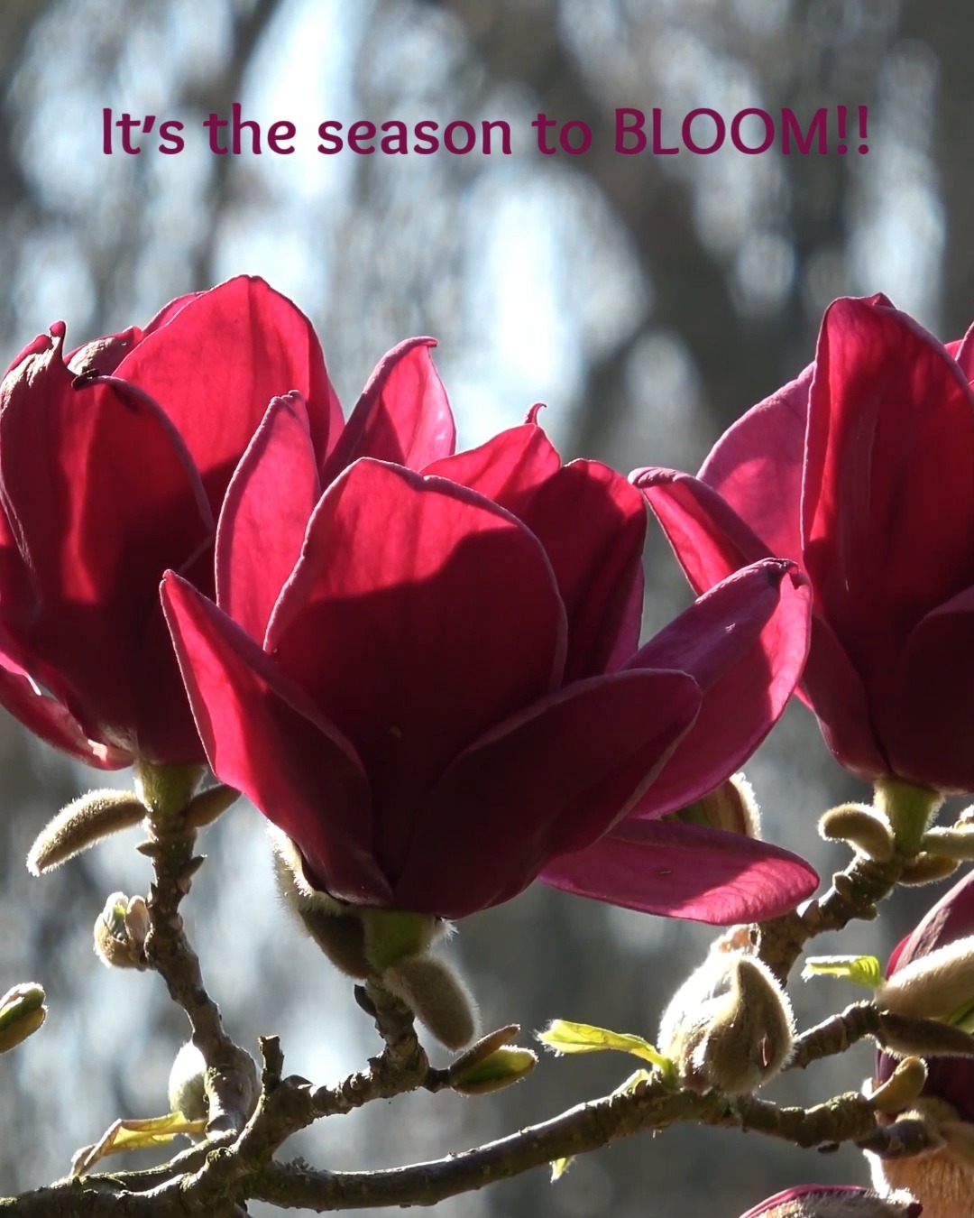 All around us, we begin to notice the many colors of the spring blossoms. These arrive like a slow, generous exhale, an opening of space and colorful delight, within and around us. As the spring blooms unfurl, there is a natural energetic lift, an invitation to stretch toward the light and remember what it feels like to grow. This time of year reminds us that renewal is not rushed; it unfolds gently, petal by petal, in its own timing.
With this opening comes a fertile moment for new ideas, habits, and beliefs to take shape. These colorful blooms encourage us to release what has grown heavy and make room for what wants to emerge. Itβs a time of possibility, of noticing the subtle shifts within ourselves that signal change and the quiet trust that all will unfold only when it is ready.
And with May as Mental Health Awareness Month, this becomes a beautiful time to tend to the garden of your mind. Just as blossoms need sunlight, nourishment, and care, so do the parts of you within that are beginning to grow. When you offer yourself compassion, rest, and intentional support, those inner blooms have the space to flourish and bloom!
Points of reflection:
~ What is taking bloom for you in this season of your life?
~ How are you watering your inner garden β tending to yourself, your needs, and your wellbeing?
Wishing you a lovely week ahead, filled with the delight of the spring blooms and space to breathe deeply ~ Jen Rizza, Founder of Newtown Wellness Collective, Advanced Therapeutic Yoga Teacher, Reiki Master
Don't Forget!! Our May HALF PRICE Yoga Class & 10-Class Pass Sale...and MORE!