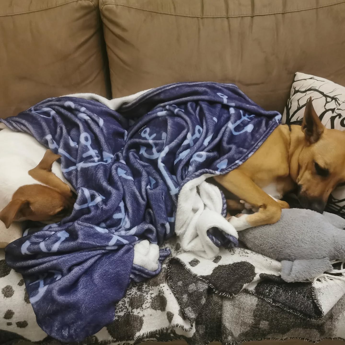 Good night from the witch and crow team 💜🐶🐶🔥✨ Its been an eventful week. Letting sleeping dogs lie. Cuddled in blankies, and the fire roaring. Yes, yes.... I dont only make candles, I can cook too. 😋
Have a brilliant Sunday evening, stay warm. 😘 See you soon!