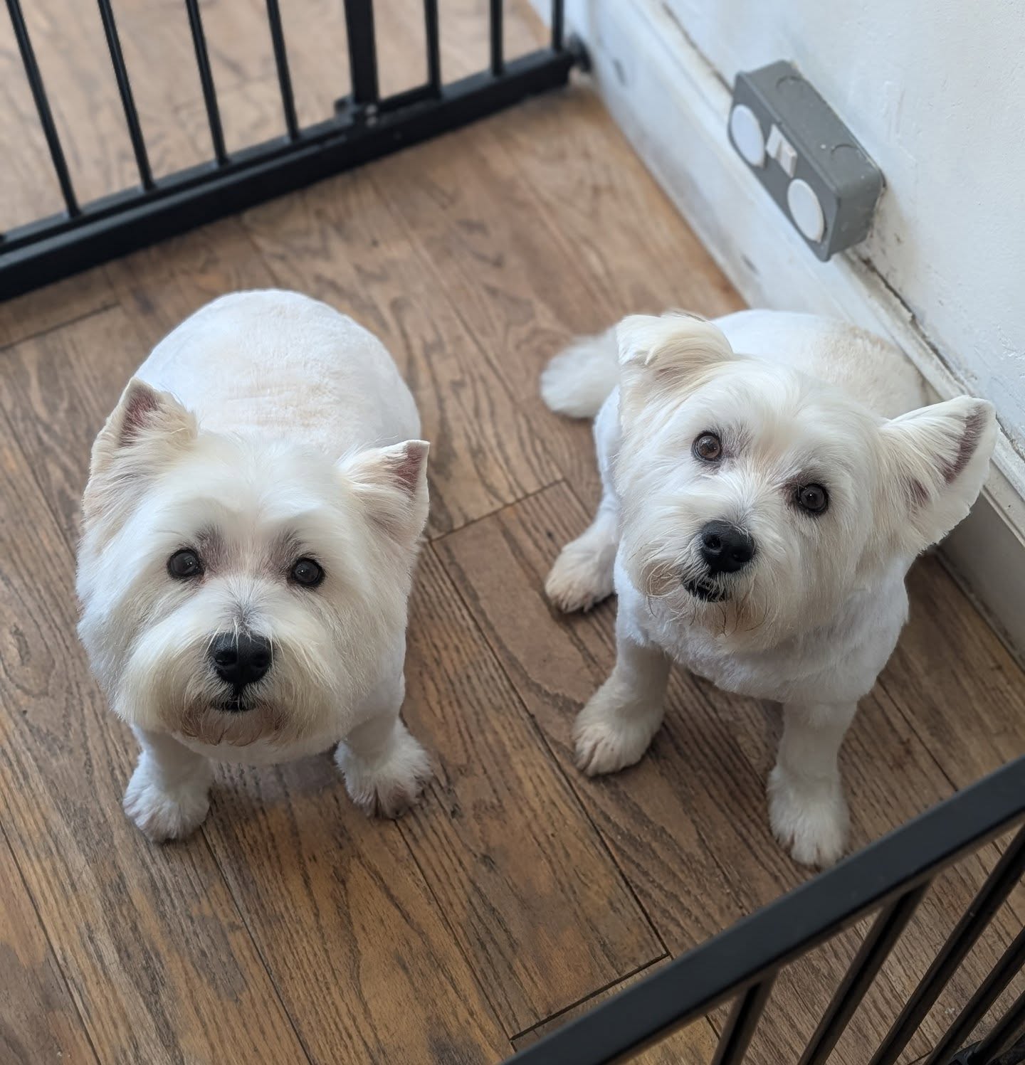 We love Westies!! ❤️