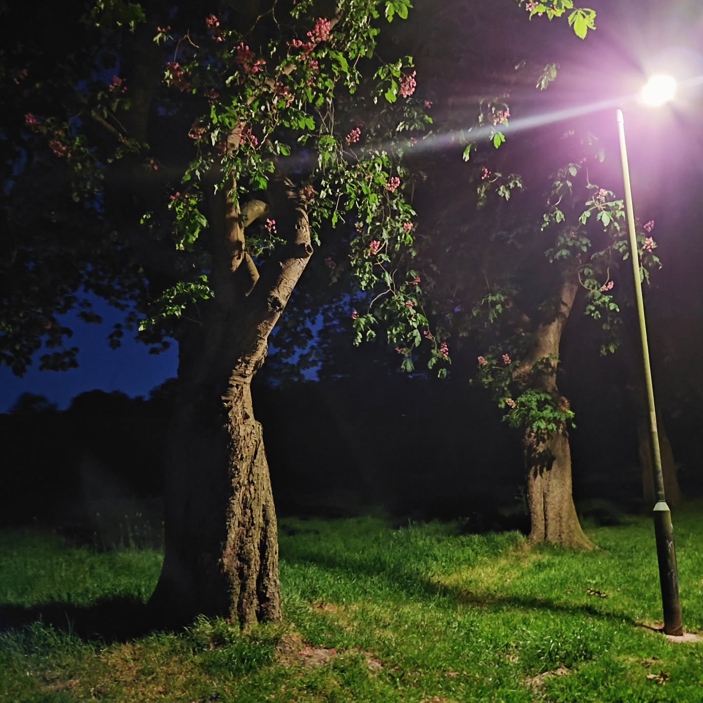 We love the 'dancing ladies' trees at Central Park.