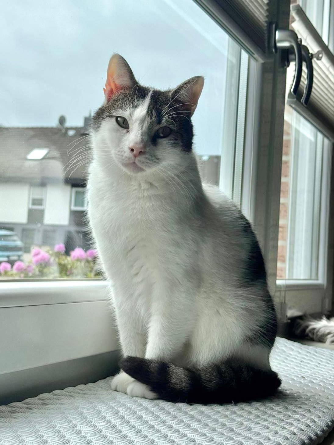 Ein Herzschlag auf leisen Pfoten: Julek sucht sein Für-Immer-Zuhause! 🐾
Hallihallo, hier ist der Julek (oder auch liebevoll Feli genannt)! Er ist etwa 4 Jahre alt und gehört zu der Sorte Kater, die die Welt erst einmal aus sicherer Entfernung beobachten. Julek ist ein eher ängstlicher Typ, der Zeit braucht, um Vertrauen zu fassen. Kuscheln stand bisher nicht ganz oben auf seiner Prioritätenliste – aber Wunder brauchen eben manchmal ein bisschen länger. ✨
Auf seiner Pflegestelle in 42499 Hückeswagen zeigt er uns gerade, was für ein tapferer Kerl in ihm steckt! Tag für Tag taut er weiter auf und macht riesige Fortschritte. Inzwischen traut er sich sogar schon etwas, das wir anfangs kaum für möglich gehalten hätten: Er legt sich ganz behutsam auf den Schoß seiner Pflegemama und lässt vorsichtig Nähe zu. Ein riesiger Liebesbeweis für einen kleinen Zweifler! ❤️
Aber keine Sorge, Julek ist kein reiner Stubenhocker. Wenn er sich sicherer fühlt, kommt sein wahres Ich zum Vorschein: Er liebt es zu spielen, zu toben und durch die Wohnung zu flitzen! Und falls ihr wissen wollt, wie man sein Herz im Sturm erobert? Ganz einfach: Liebe geht bei Julek definitiv durch den Magen. Mit gutem Futter und ein paar Leckerlis ist er von fast allem zu begeistern. 🍗🎾
Wir suchen für diesen hübschen Kater ein Zuhause, in dem er keinen Erwartungsdruck spürt. Ein Ort, an dem er in aller Ruhe ankommen darf und Menschen, die seine kleinen Fortschritte genauso feiern wie wir. Ein verspielter kätzischer Begleiter darf auch nicht fehlen und ein gesicherter Balkon oder Garten würde ihm ganz besonders gut gefallen. 🫶🏻
Möchtest du Julek zeigen, wie schön ein eigenes Zuhause sein kann?
Dann füll gerne direkt unsere Selbstauskunft aus. Julek wartet in Hückeswagen auf dich! 🏠🐈
#adoptacat #tierschutz #katzenhilfe #catrescue