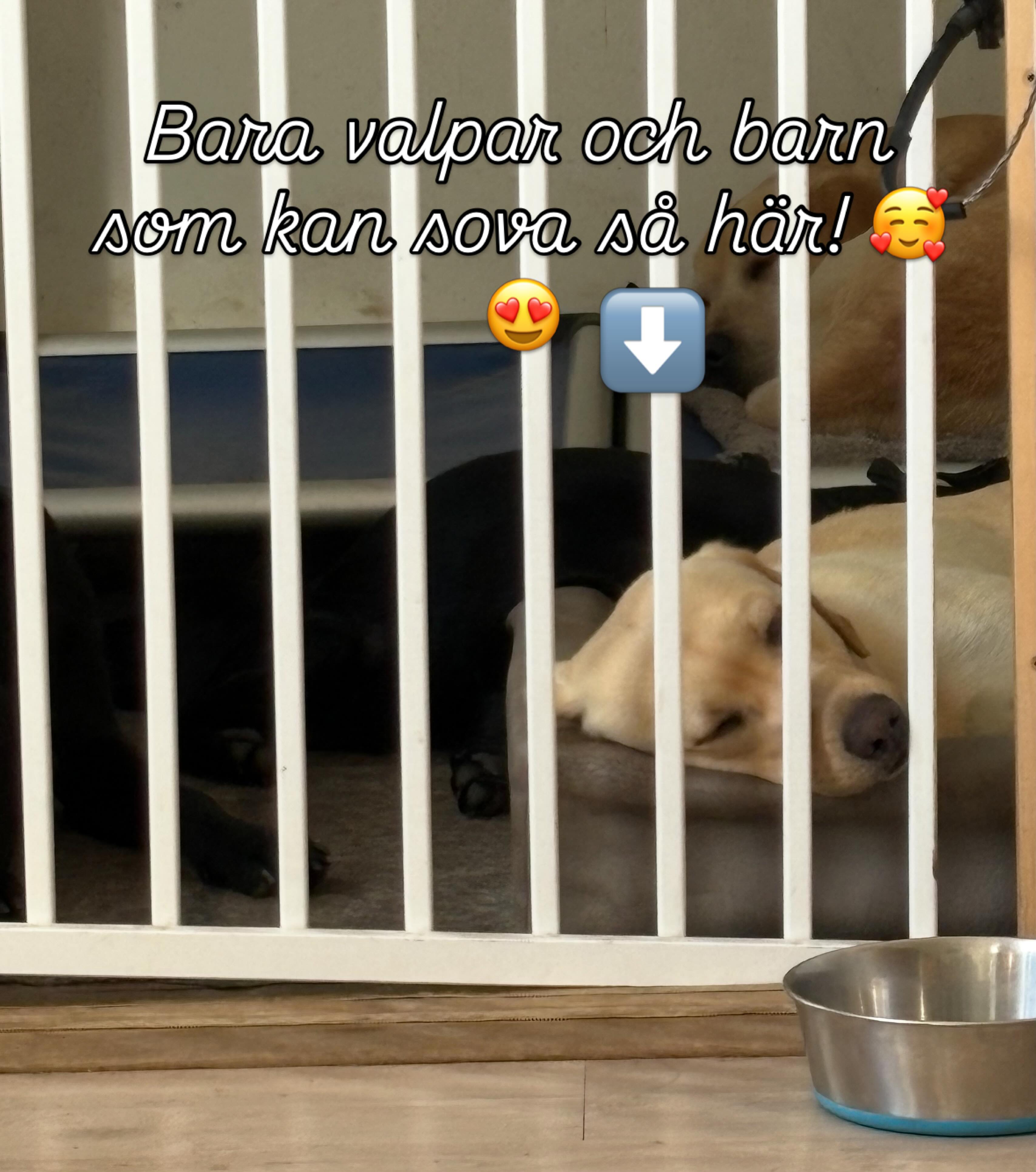 Som ostbåge ligger han, lille Kvick. Bara ”hungar och ungar” som kan sova så 😂 #teamolsen #teamolsenforthewin #valp #labrador #