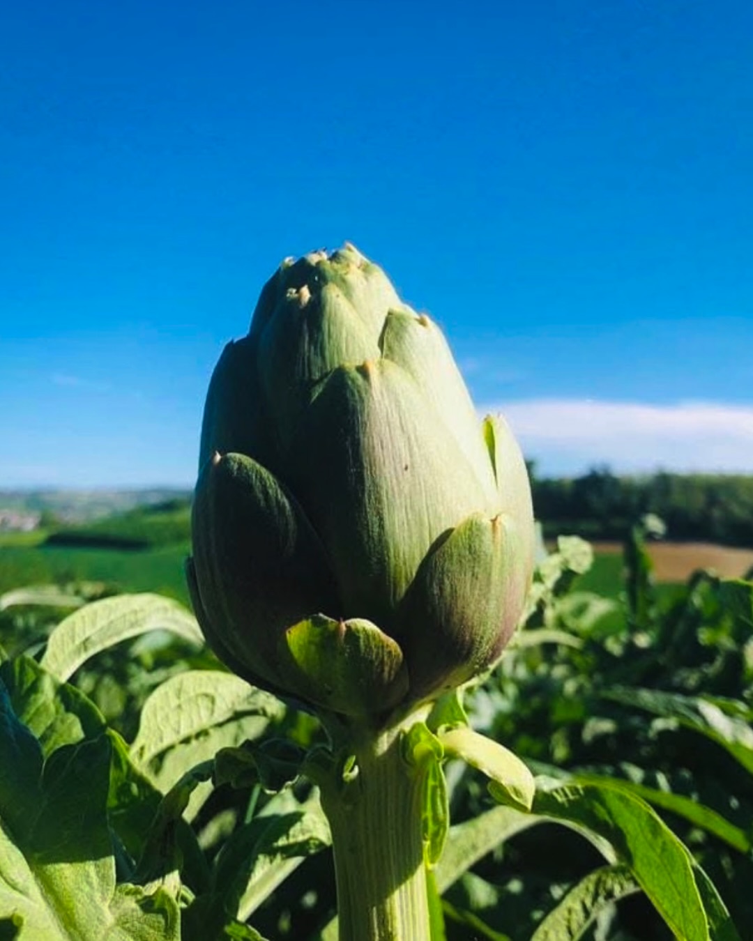 The Slow Food movement and the dedication of our local farmers helped save our local artichoke from disappearing forever…
This weekend our home village, Costigliole d’Asti celebrated our local artichoke and through the stories shared we now understand why locals fought so hard to protect it.
The Carciofo del Sorì is unlike any artichoke we’ve tasted before — thornless, incredibly tender, naturally sweet, and shaped by the same sun-drenched hills that produce some of Piemonte’s greatest wines.
For generations, local families planted them alongside the vineyards, creating a tradition deeply connected to the land. But industrial farming nearly wiped this ancient variety out. Faster-growing commercial crops replaced many local traditions, and with them, part of the region’s agricultural identity almost disappeared.
Walking through the festival this weekend, sharing food, wine, and stories with locals, you could feel the pride in preserving something so deeply tied to these hills.
We tasted artichoke flan, crispy fritters and raw shaved carciofi over carne cruda — simple dishes that somehow tell the story of Piemonte village better than words ever could.
This is what we love most about life here:
traditions protected because they still matter to the people who call this place home.
.
.
#piemonte #italianlife #italy #artichoke #costiglioledasti