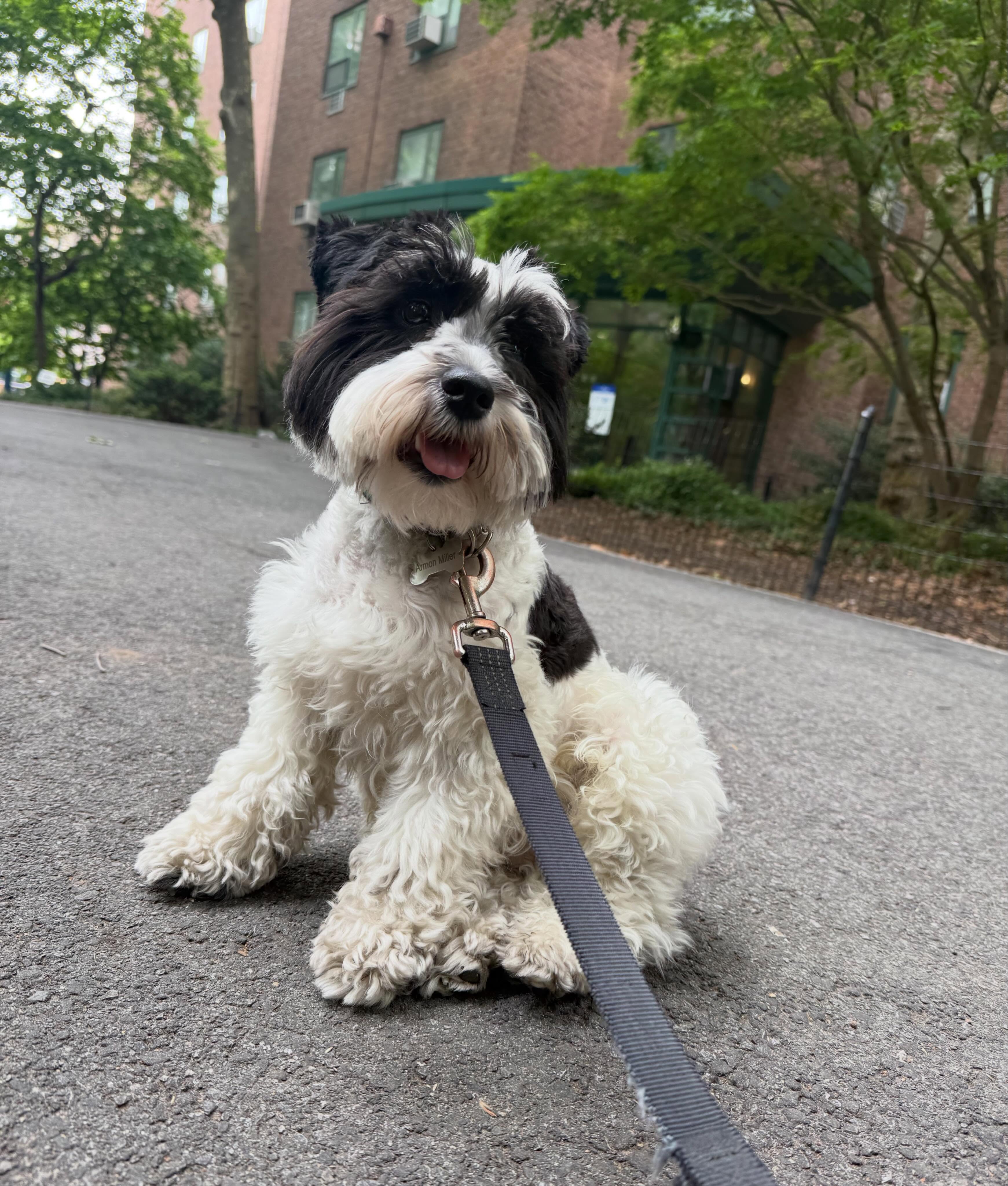 Too handsome to stay unnoticed 😏
#dogsofallboroughs #minischnauzerlove #minischnauzersofinstagram #minischnauzerworld #dogsofnyc
